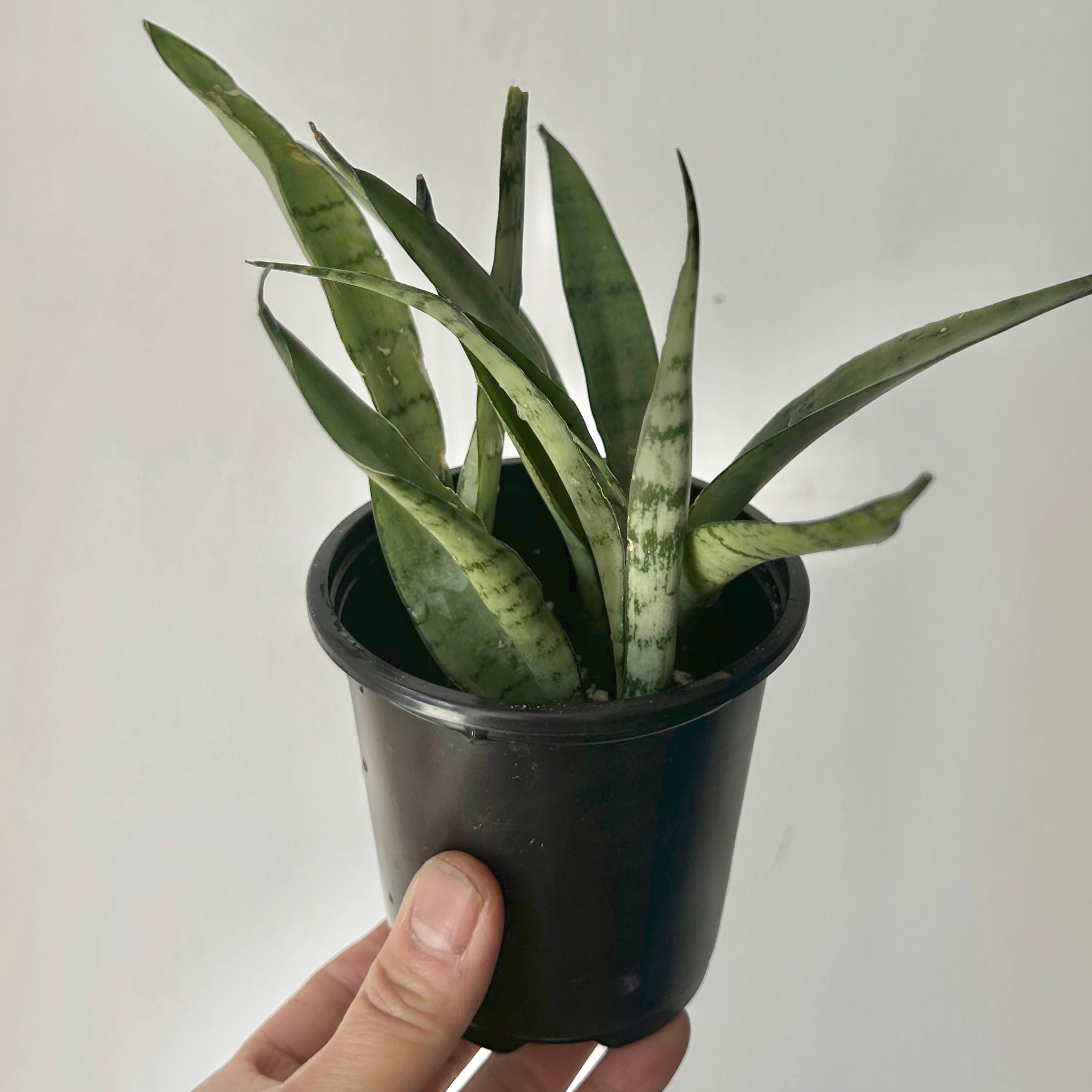 Sansevieria "Silver Streak" 3.5”pot