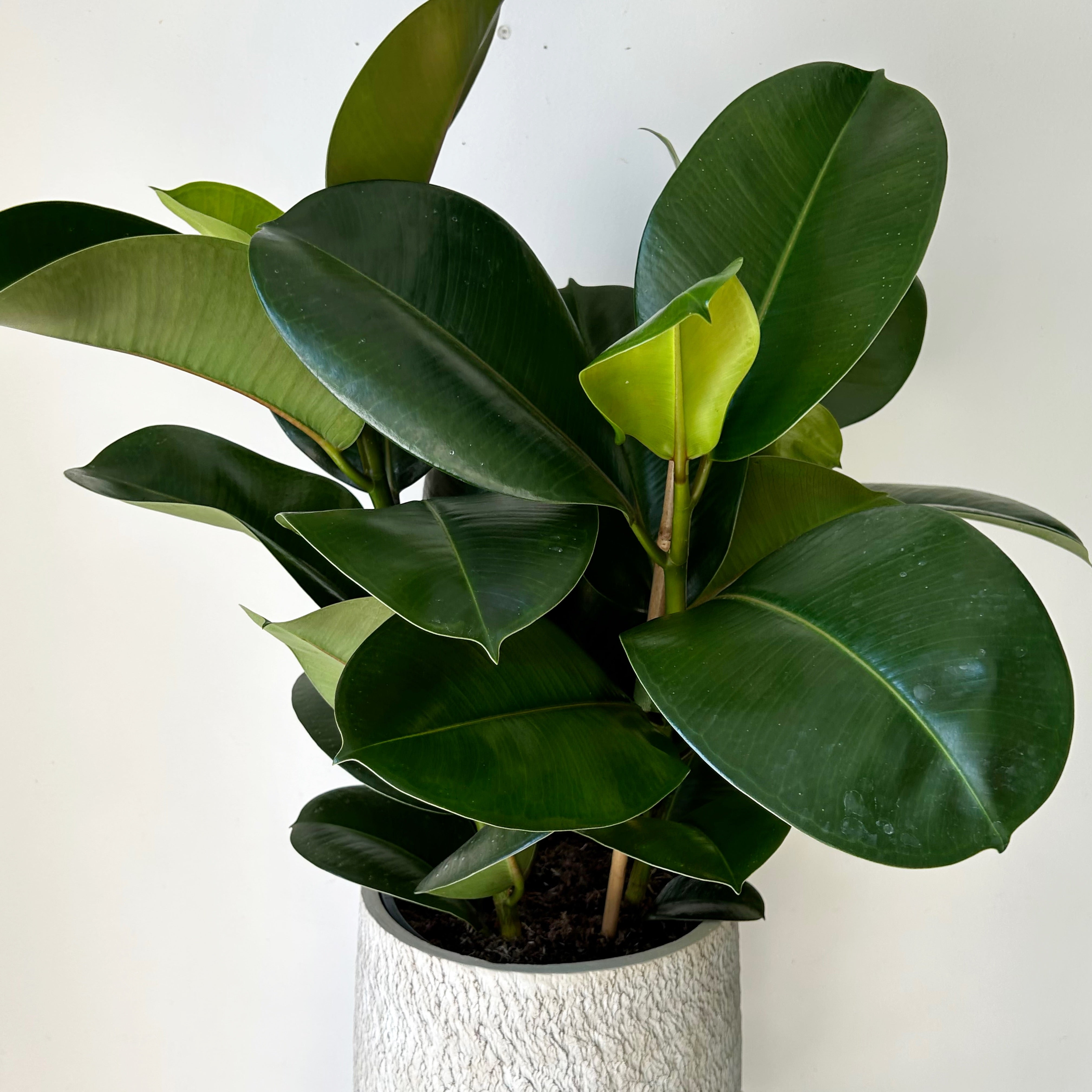 Ficus elastica “Sophia” approximately 2.5ft tall in 10”pot