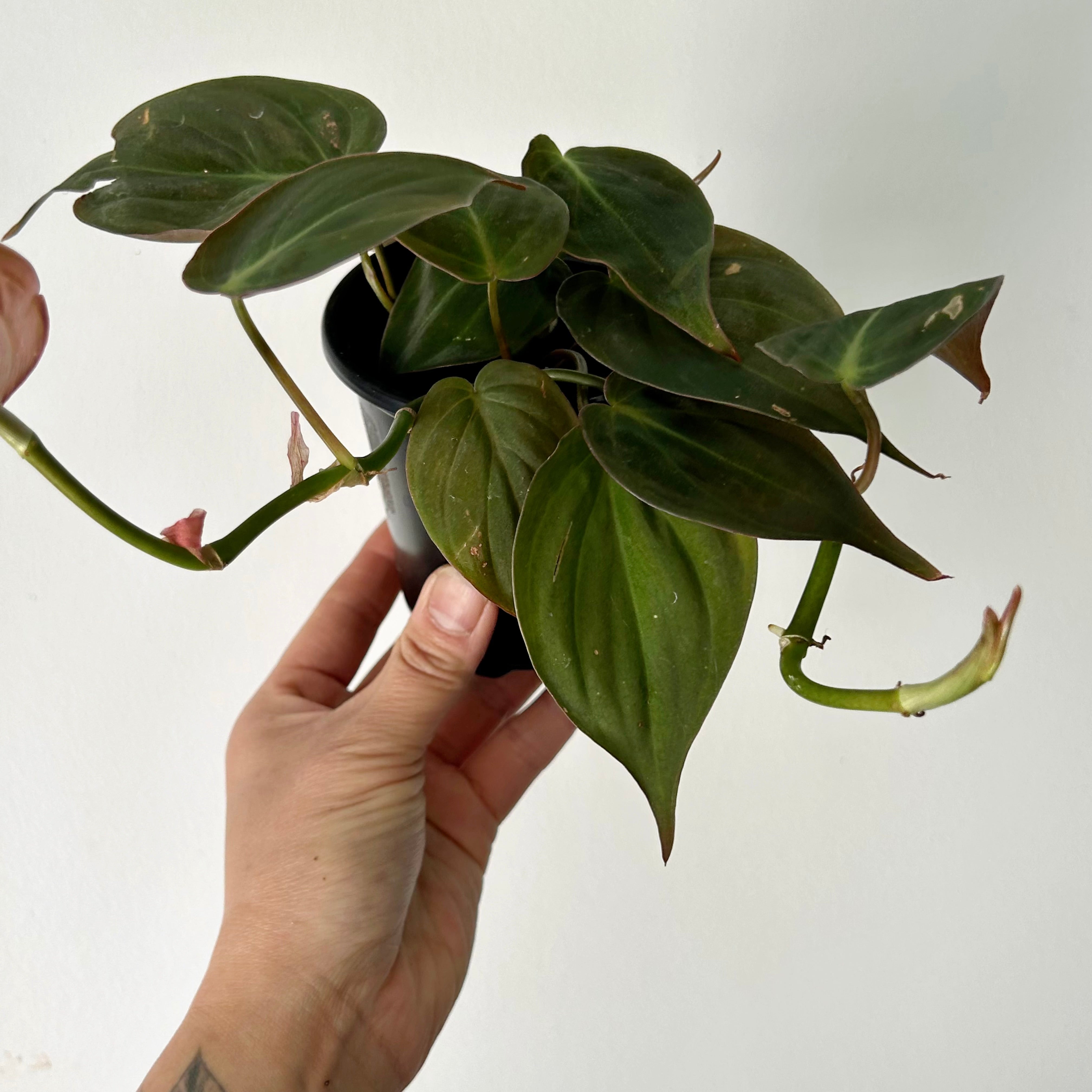 Philodendron Micans 3.5" pot