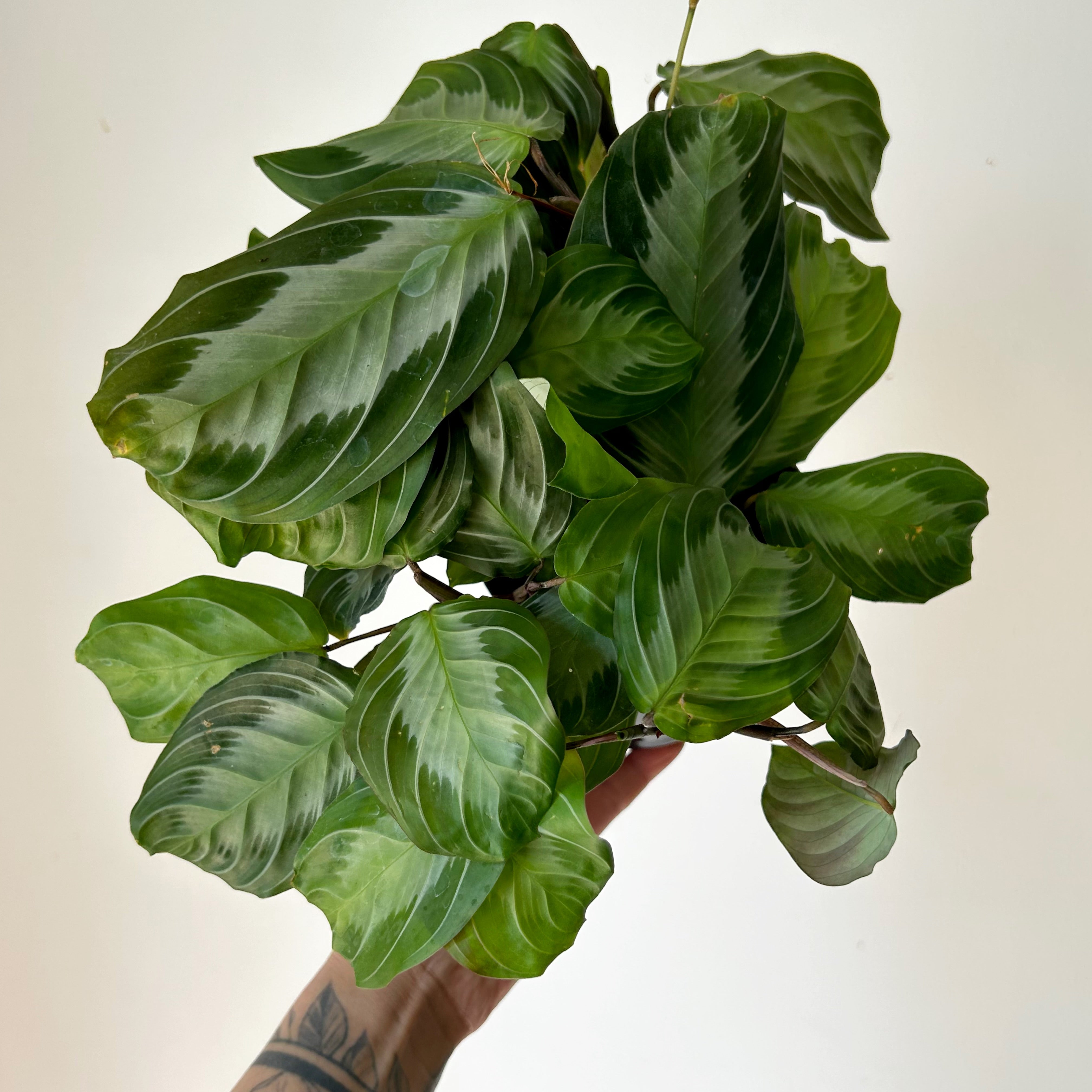 Maranta Leuconeura “Silver Band” 4” pot