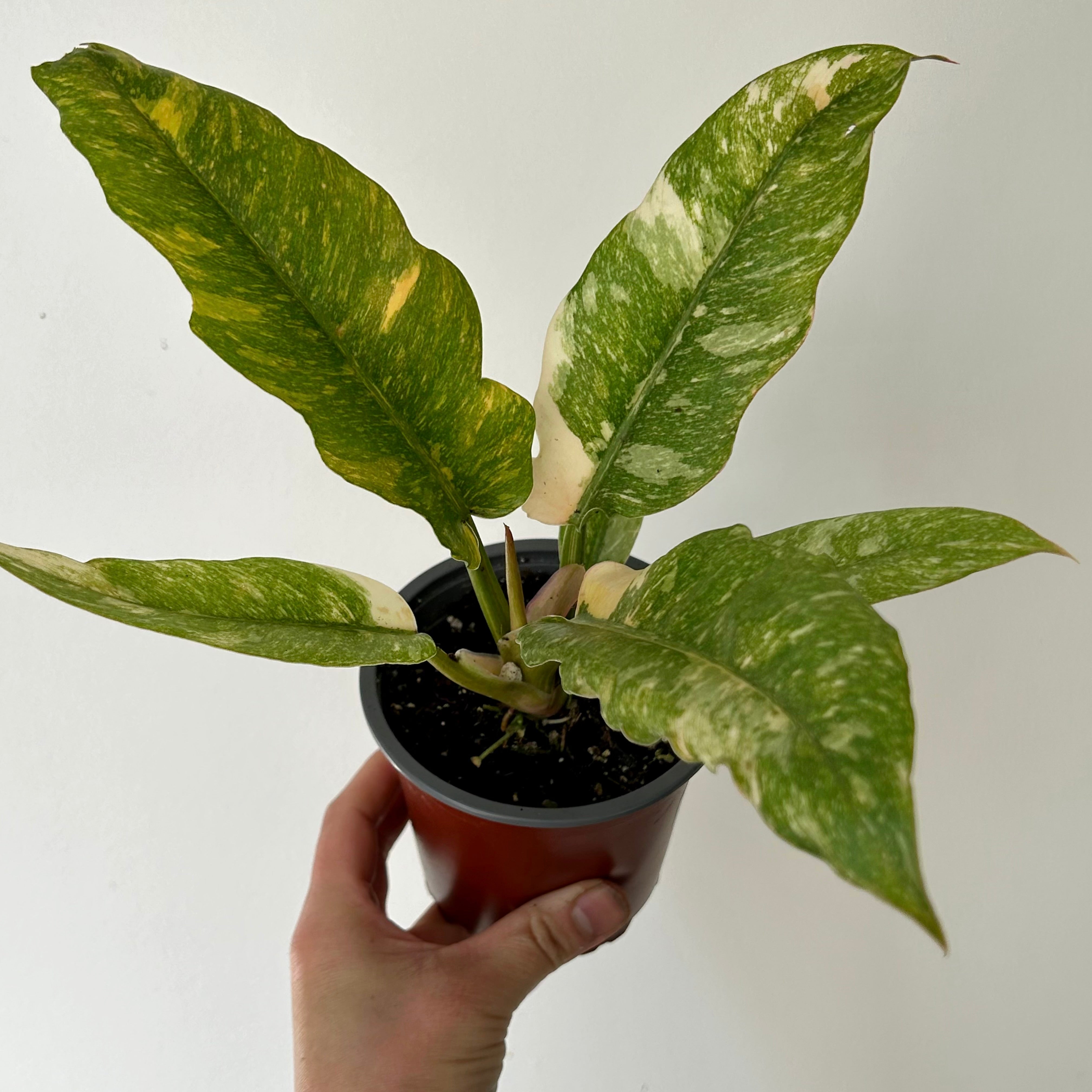 Philodendron "Ring of Fire" “ 4" pot