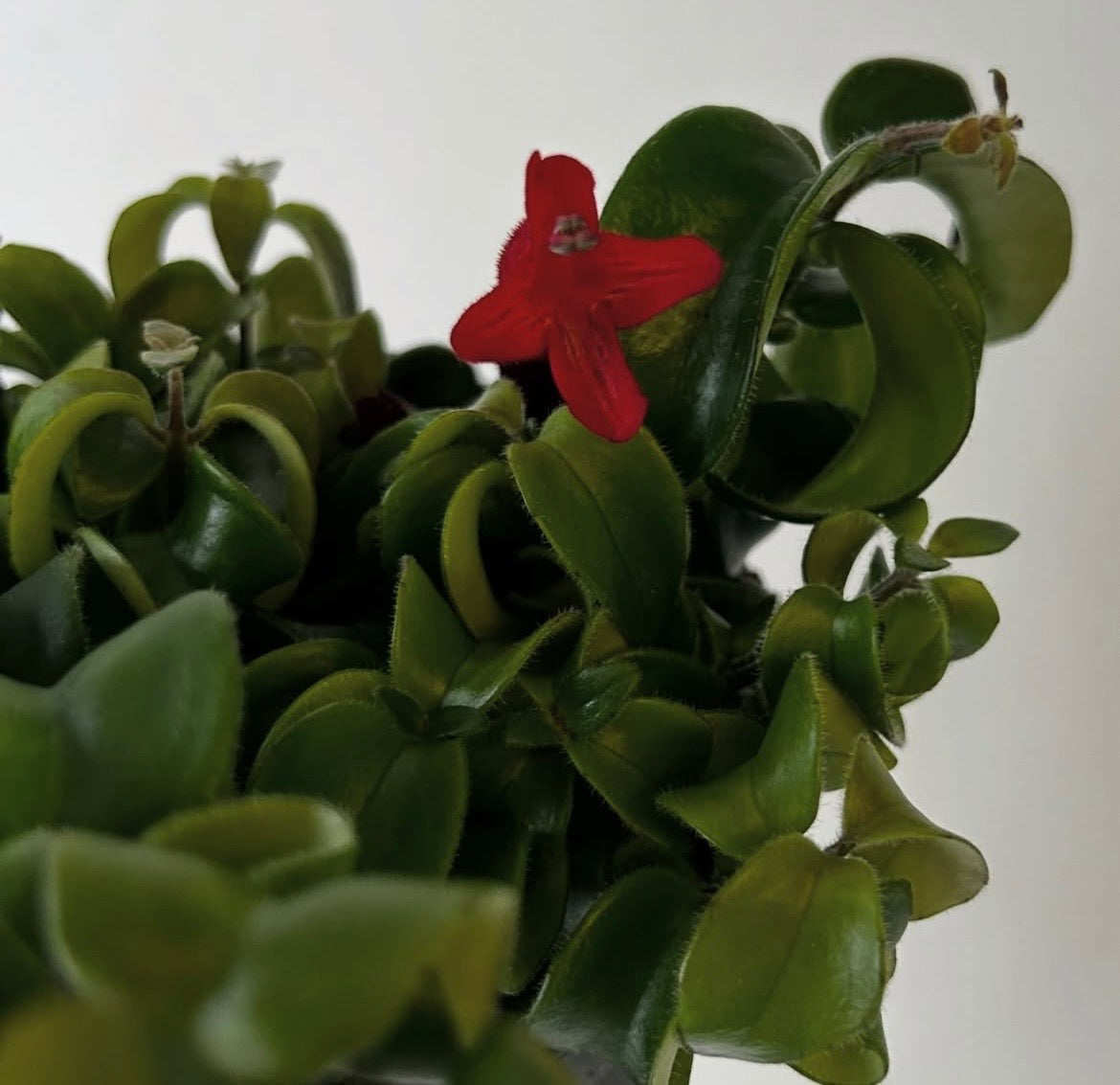 Rasta Lipstick Plant (Aeschynanthus radicans) 5”pot