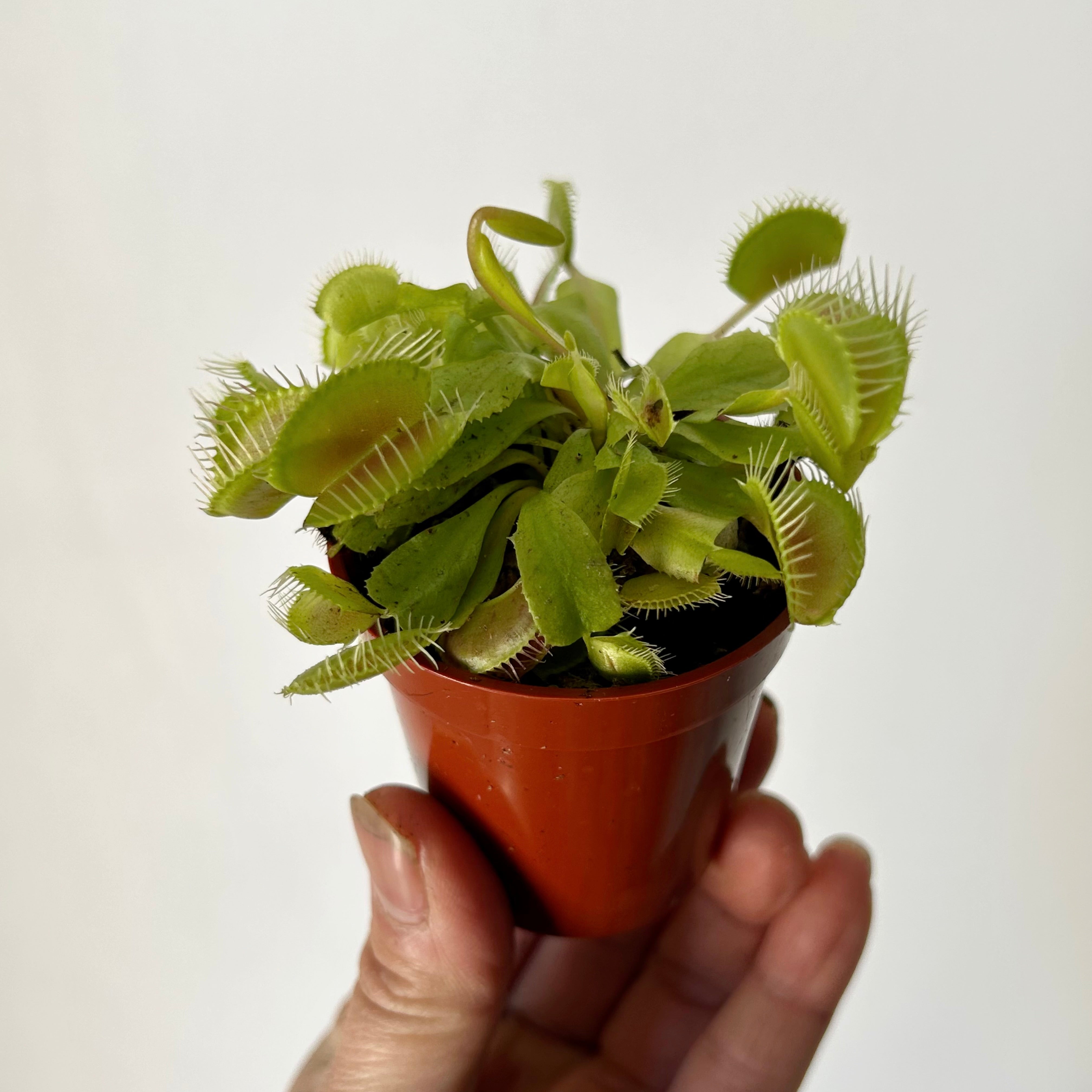 Venus Fly Trap 2.25”pot