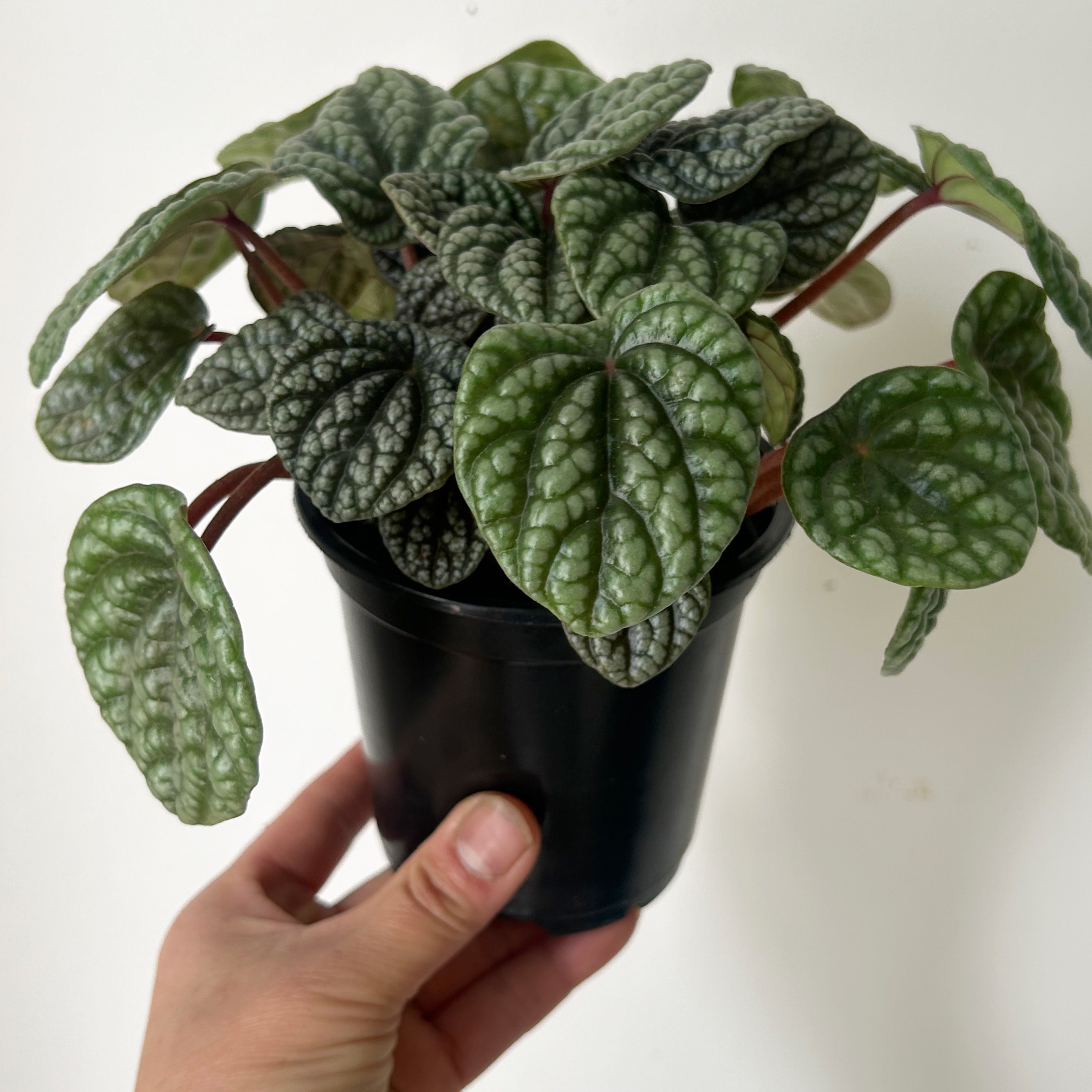 Peperomia caperata “Burbella” 4” pot