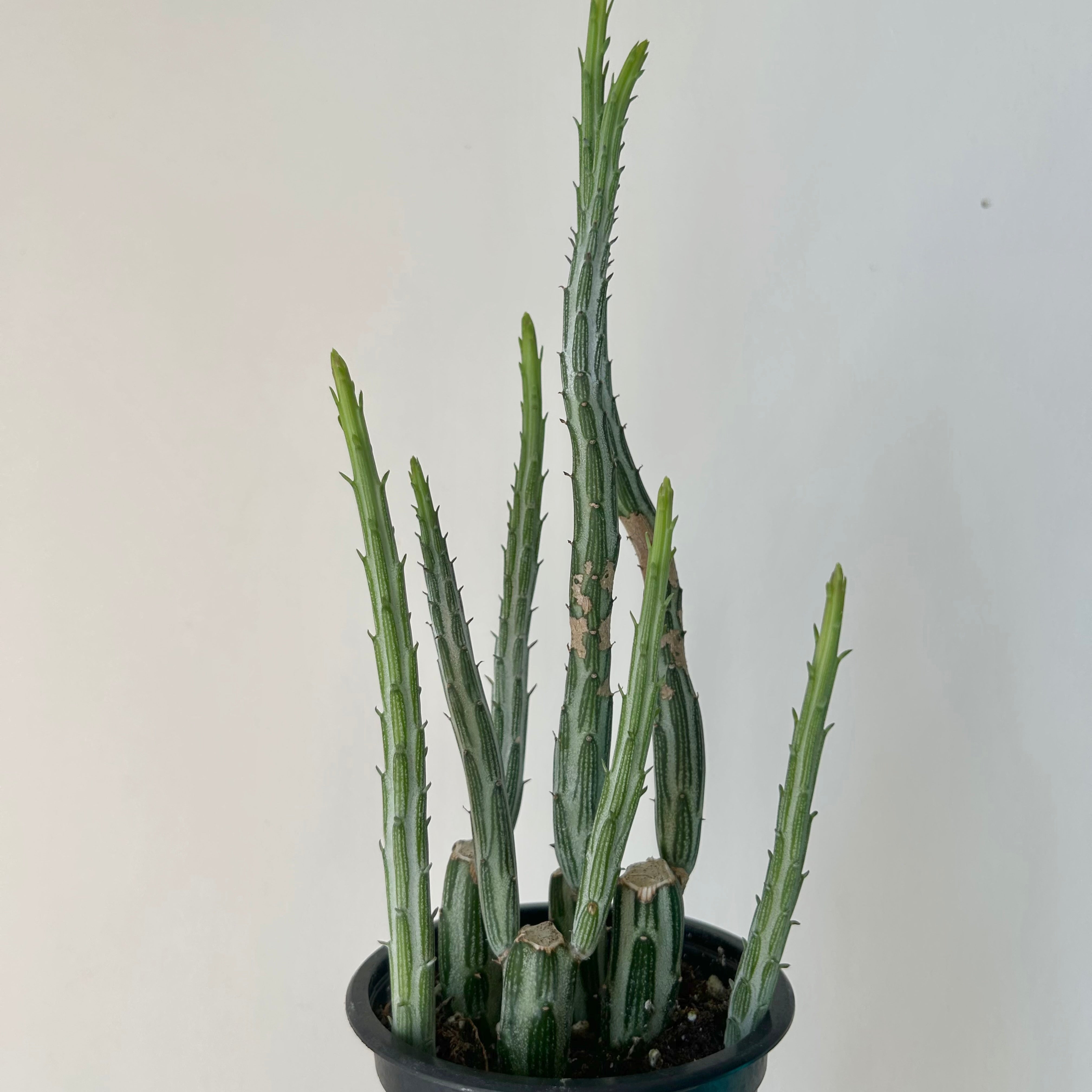 Senecio Stapeliiformis 3.5”pot