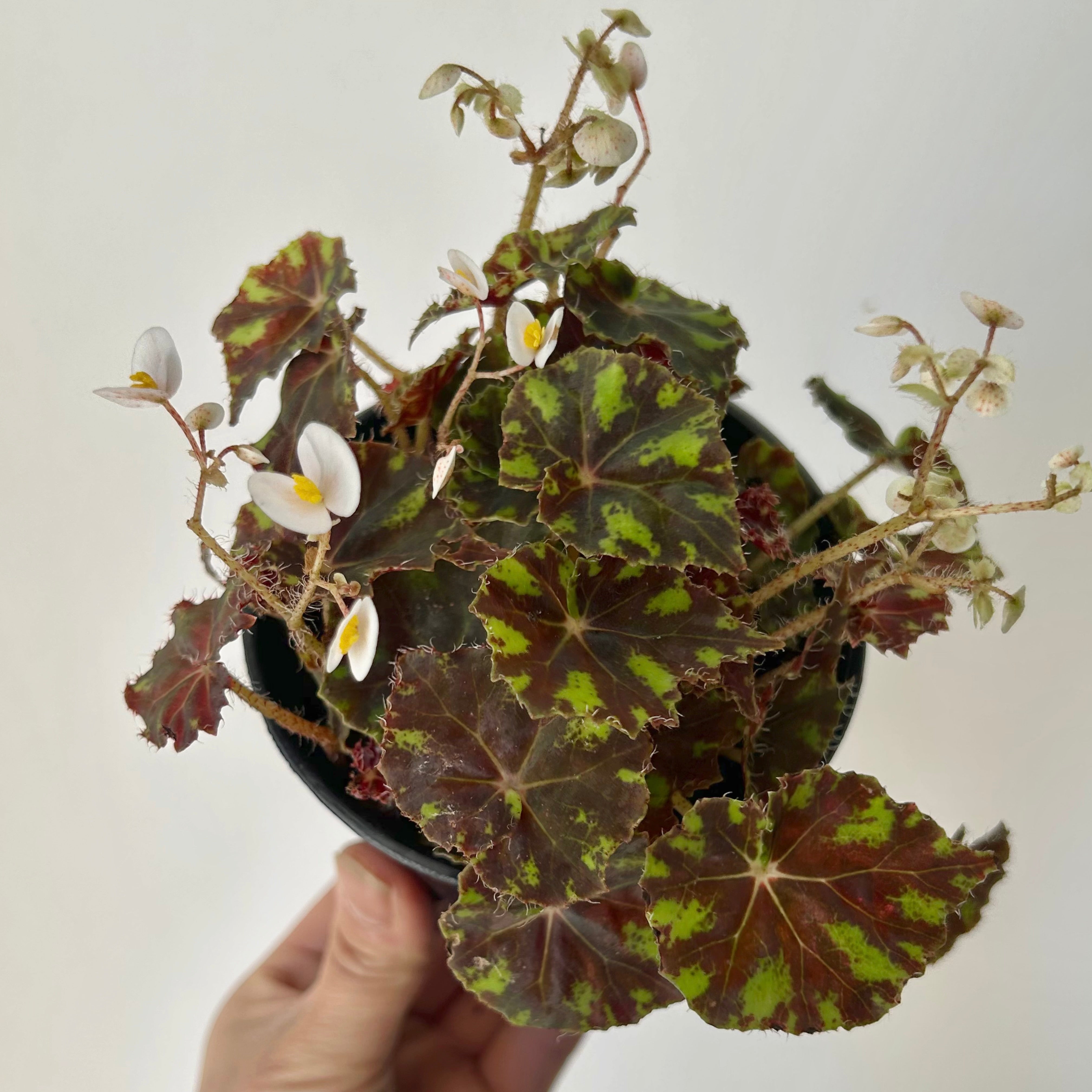 Begonia “Tiger Paw” 4" pot