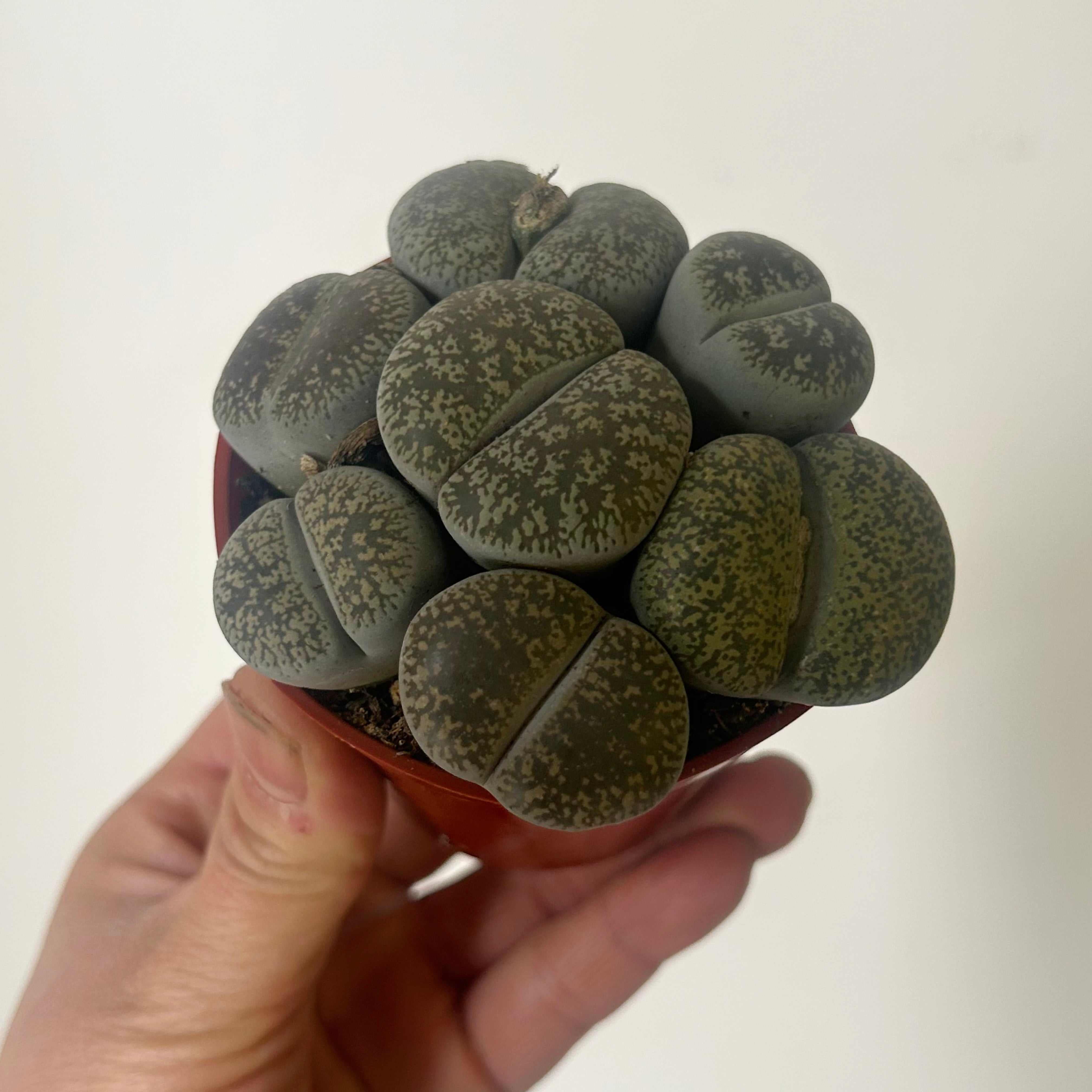 Living Stone Succulent (Lithops) 3" pot