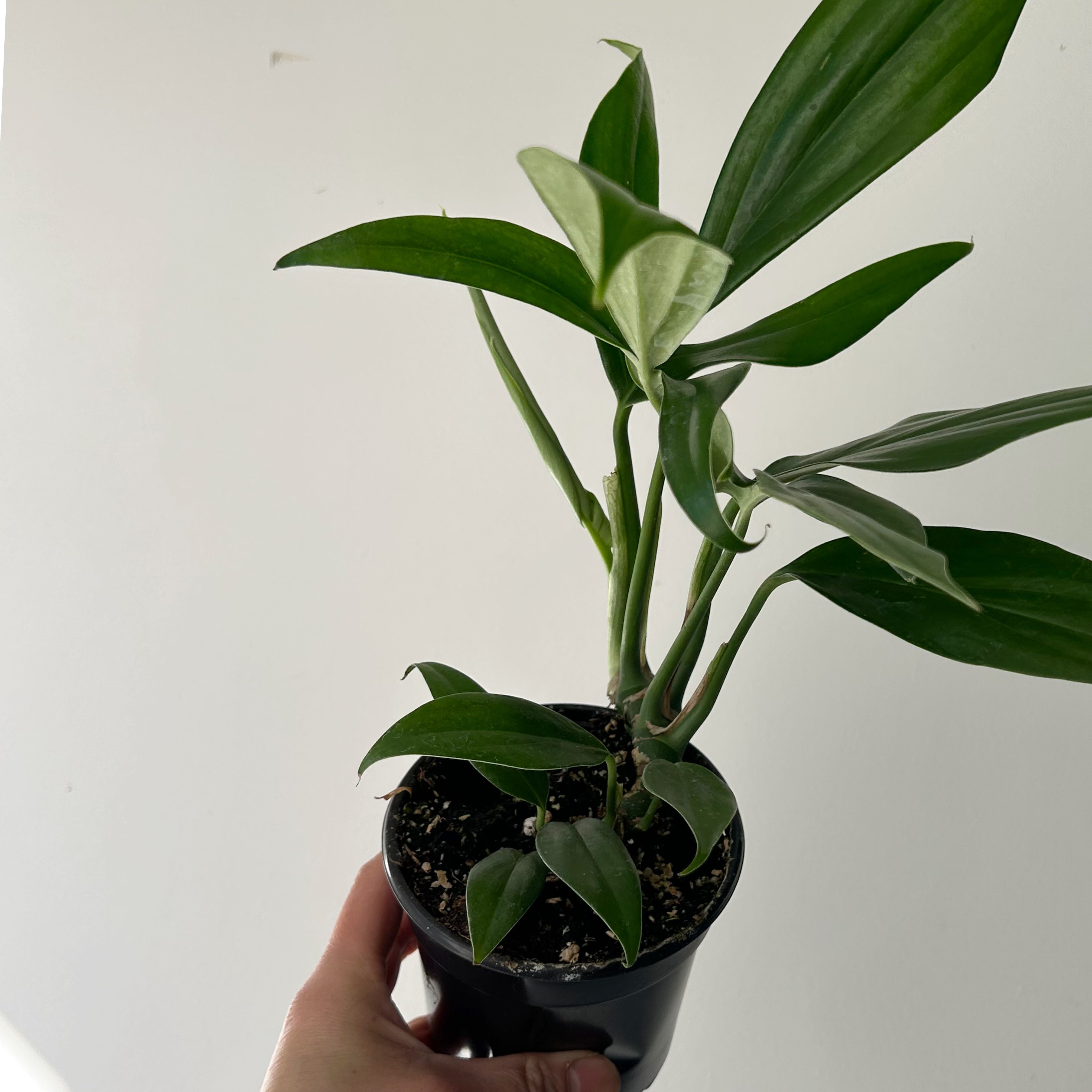Dragon Tail Plant (Rhaphidophora Decursiva) 4” pot
