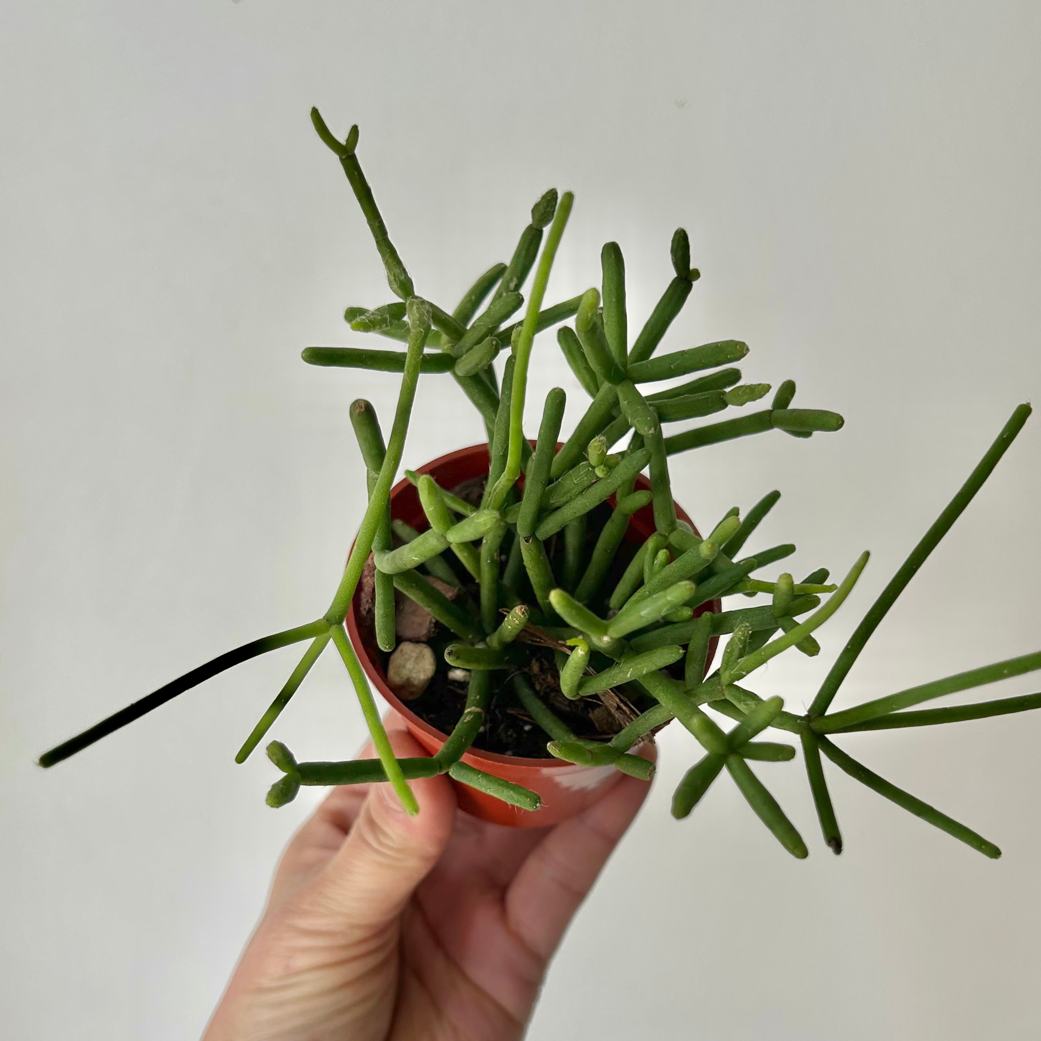 Rhipsalis heteroclada 3”pot