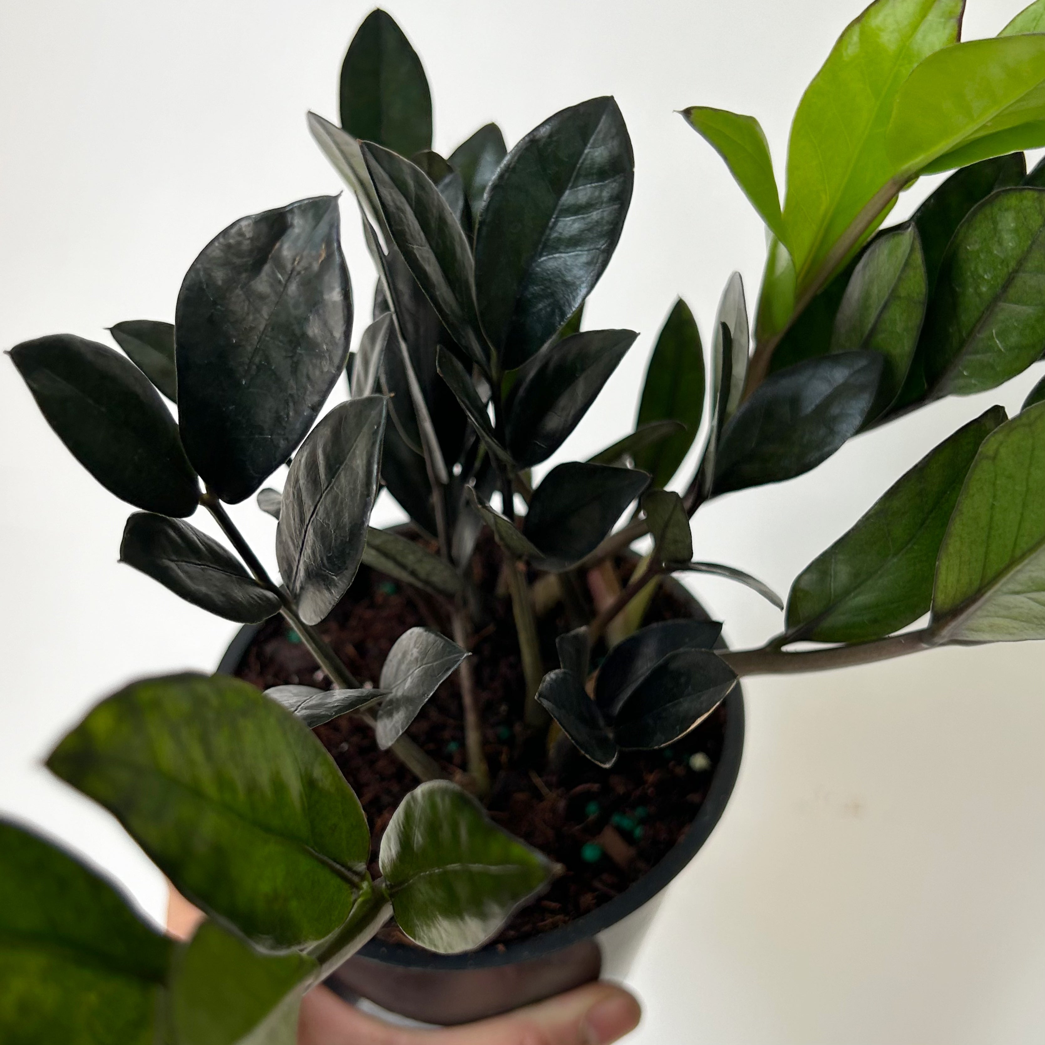 ZZ Dowon "Supernova Black" 5” pot