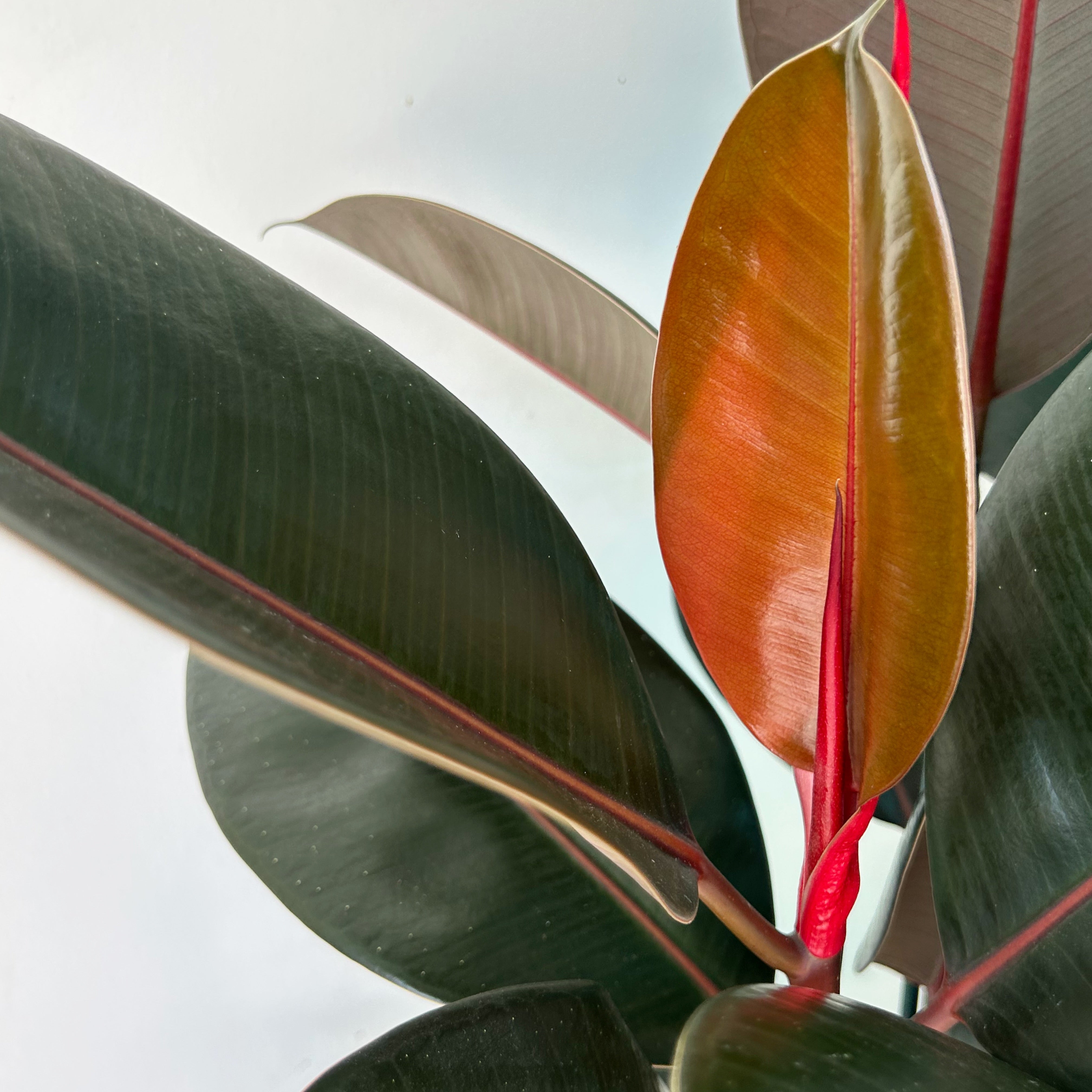 Burgundy Rubber Fig (Ficus Elastica) approximately 3ft tall in 10”pot