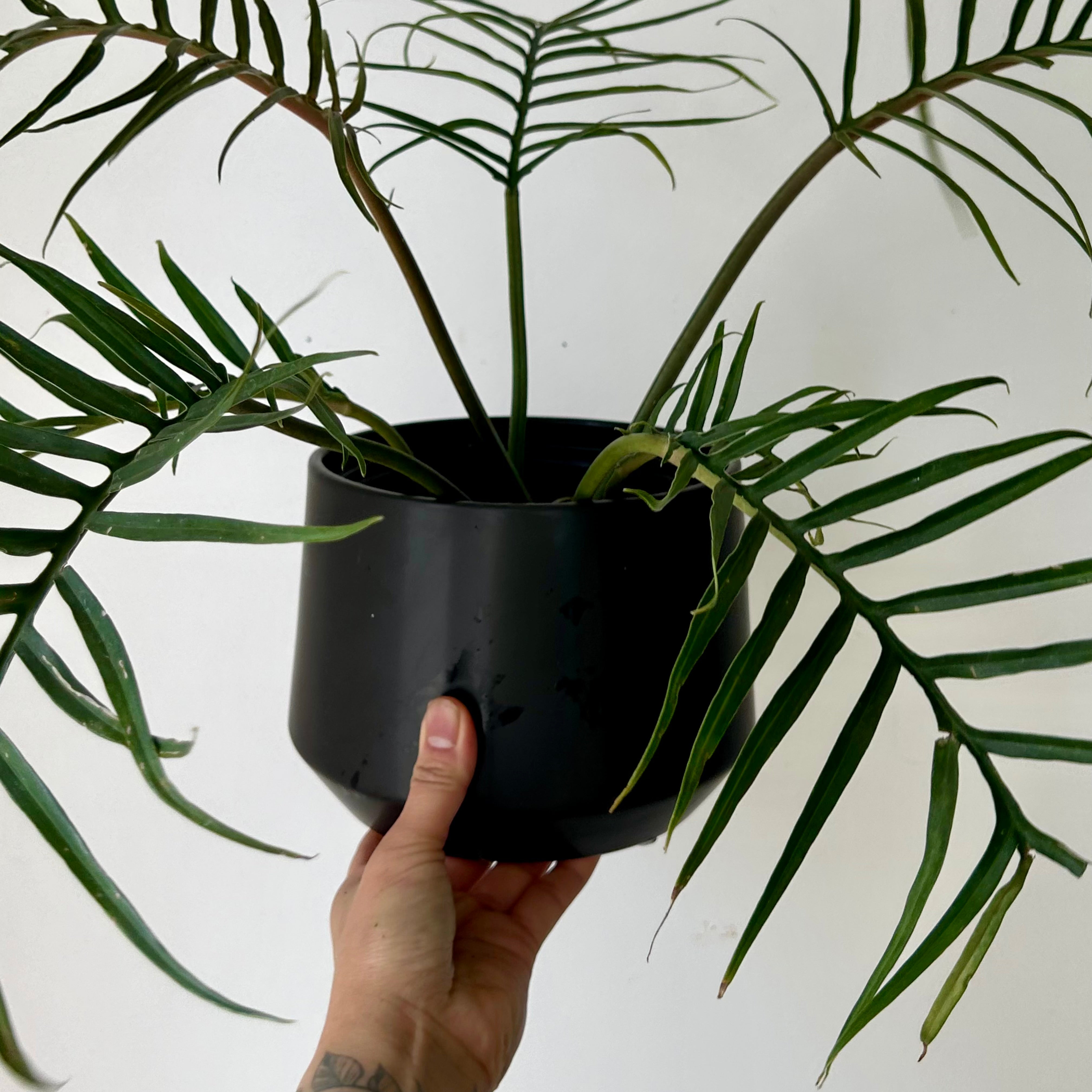 FREYA Modern Decorative Pot Matte BLACK