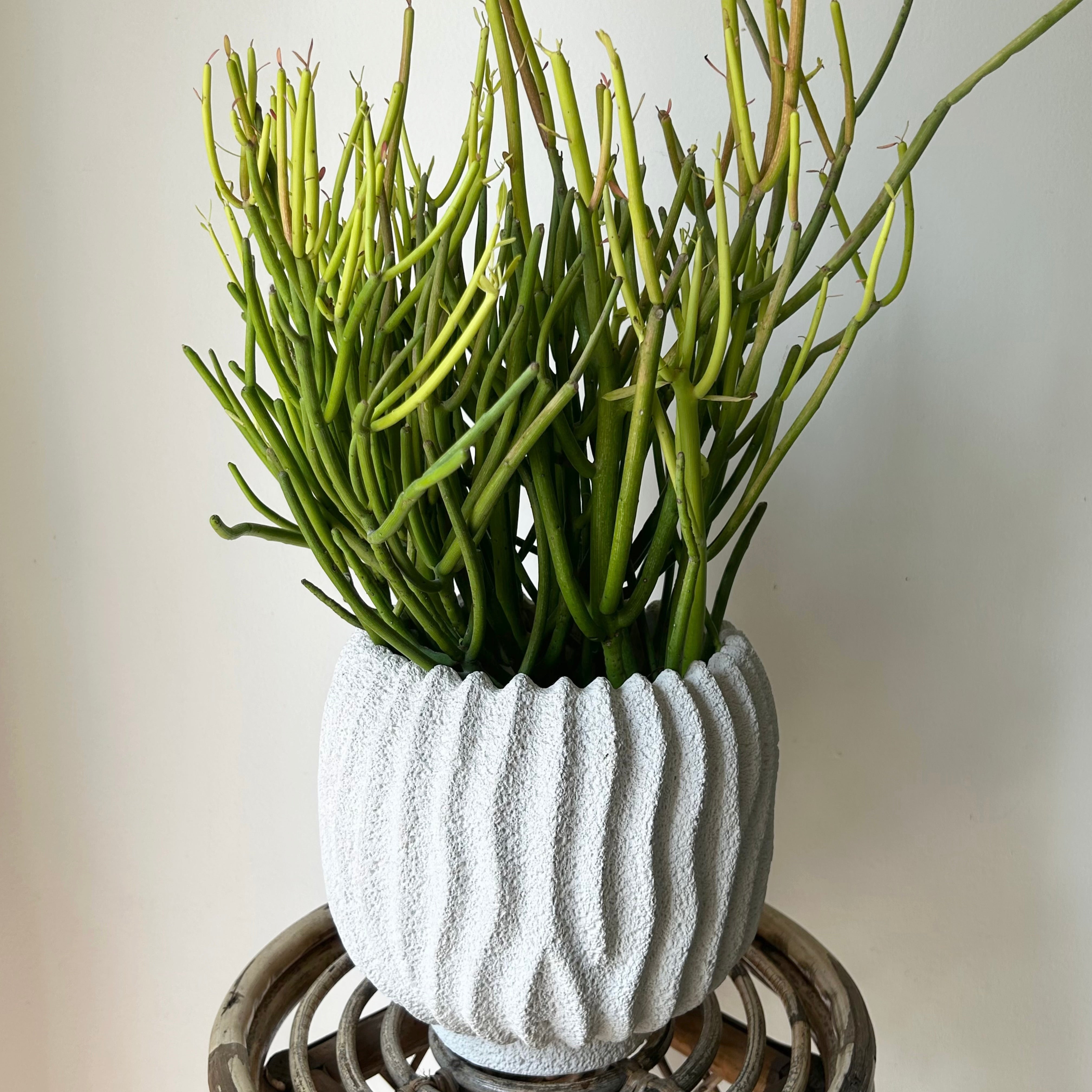 Pencil Cactus “Firesticks” (Euphorbia) 6” pot
