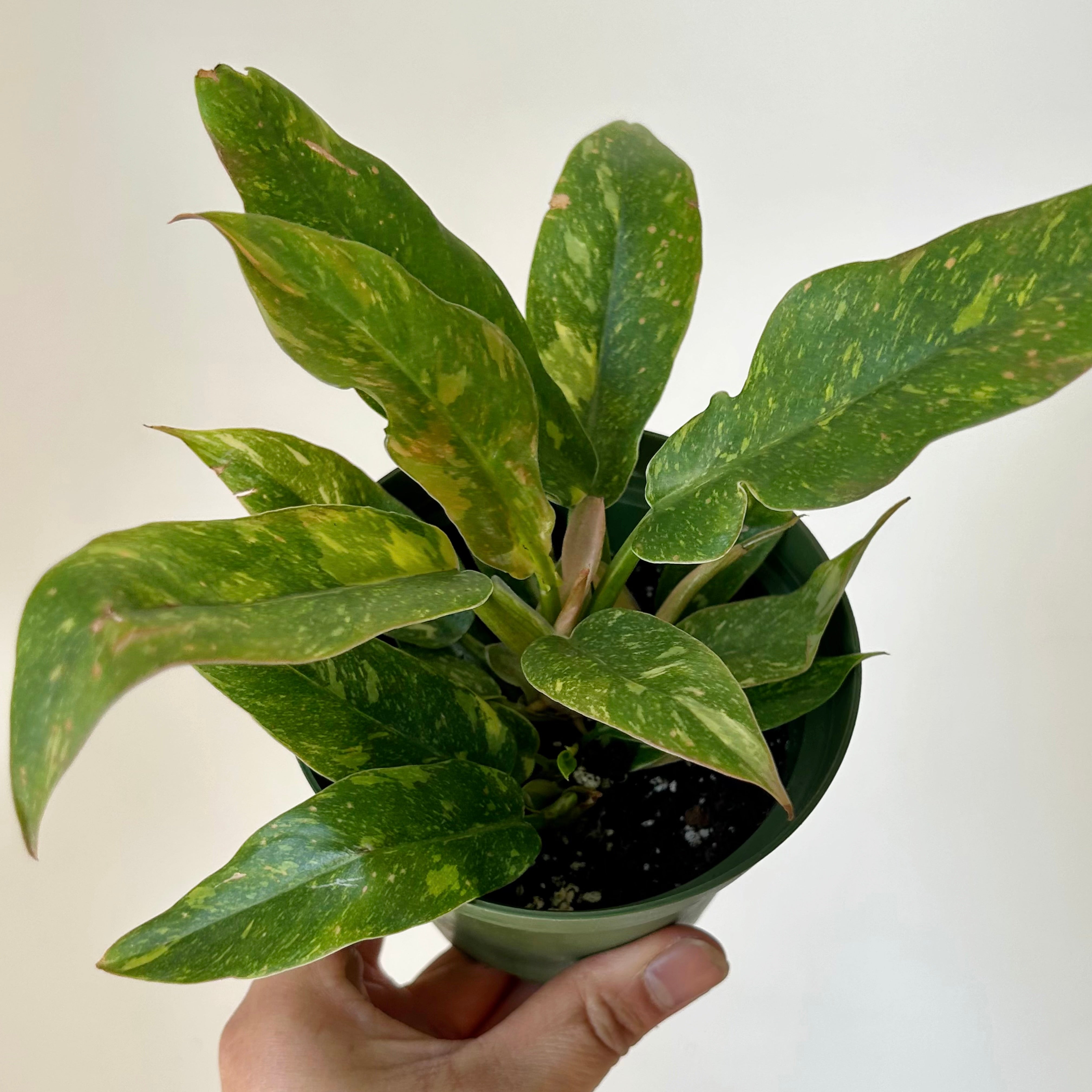 Philodendron "Ring of Fire" “ 4" pot