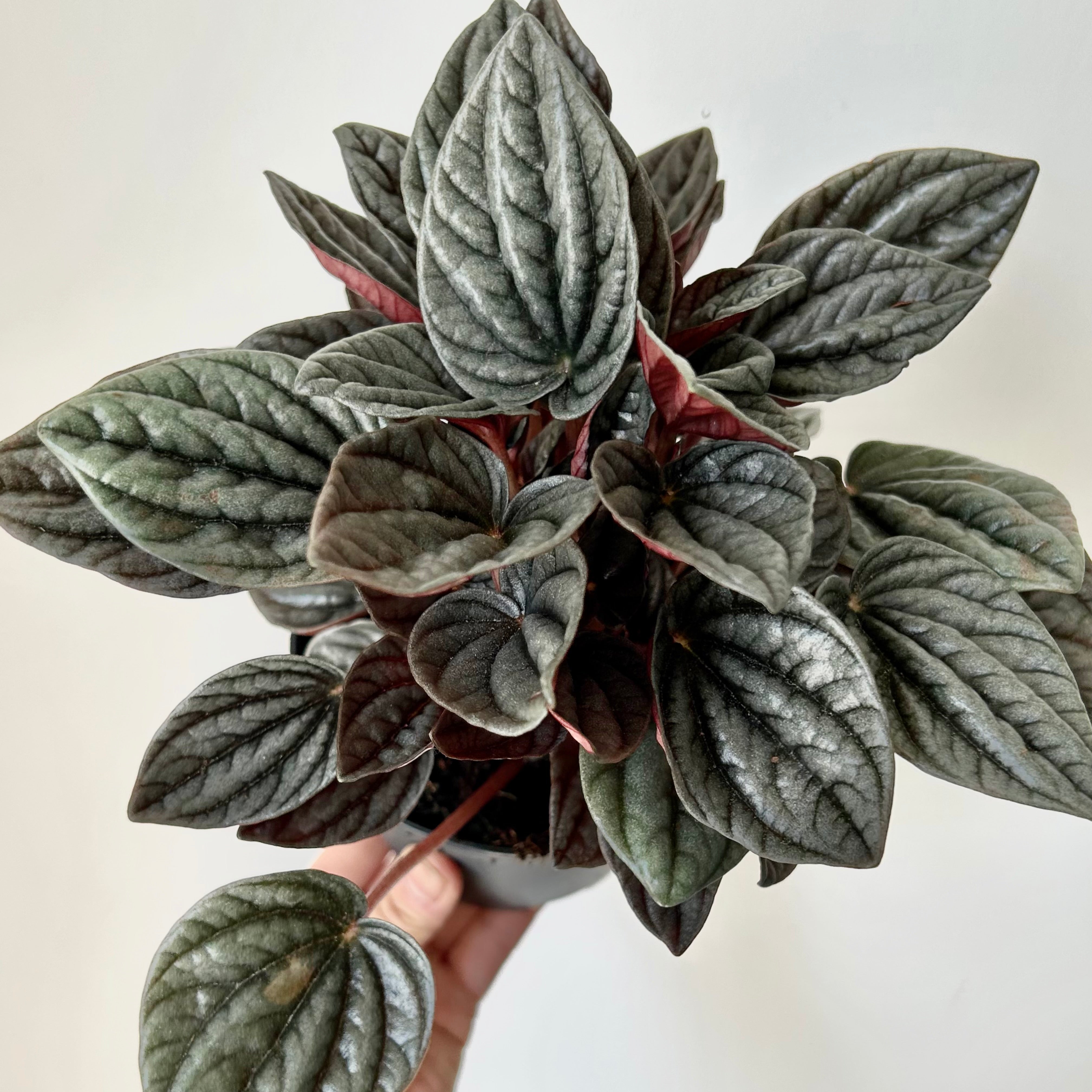 Peperomia caperata “Montevideo” 5” pot