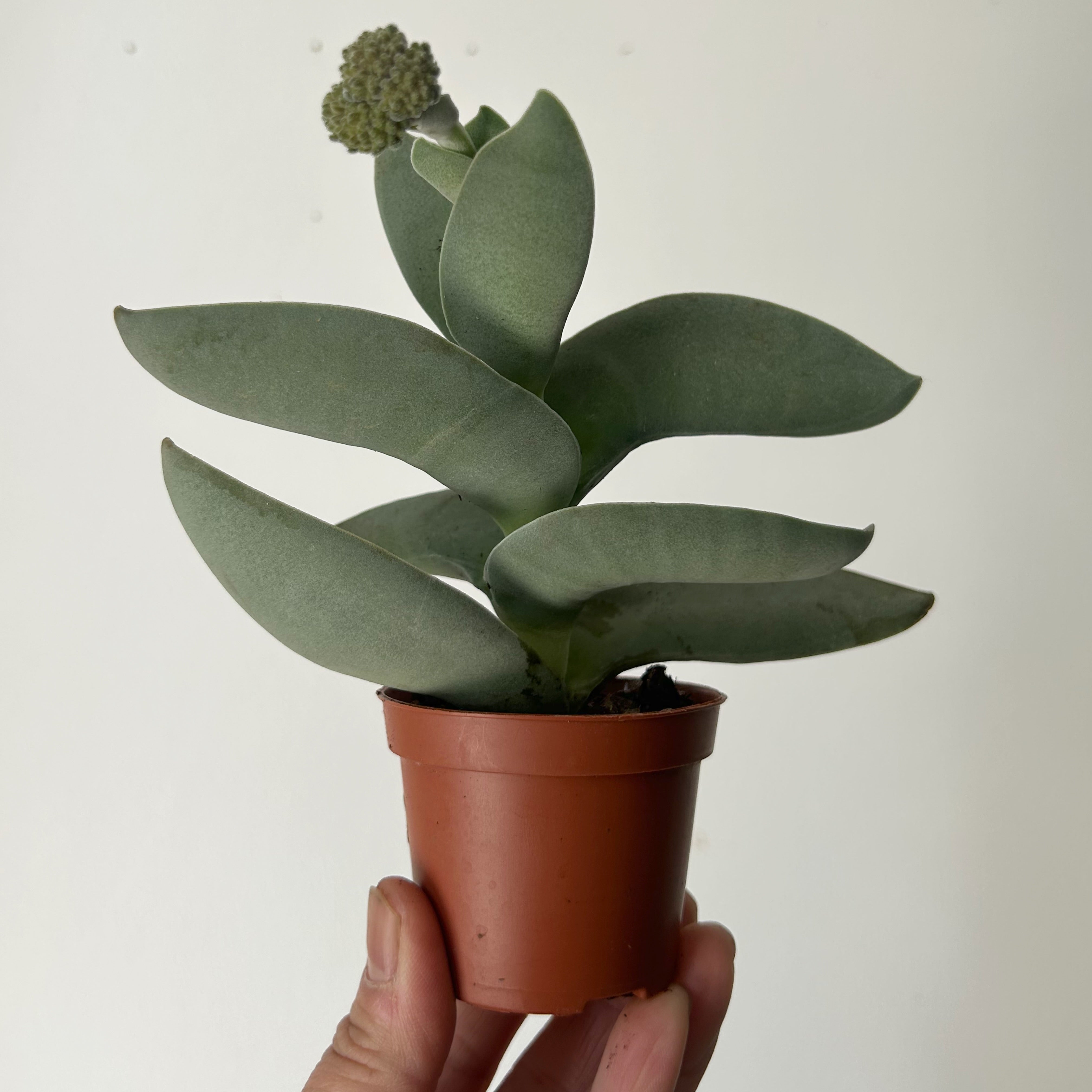 Propeller Succulent (Crassula falcata) 2.5”pot