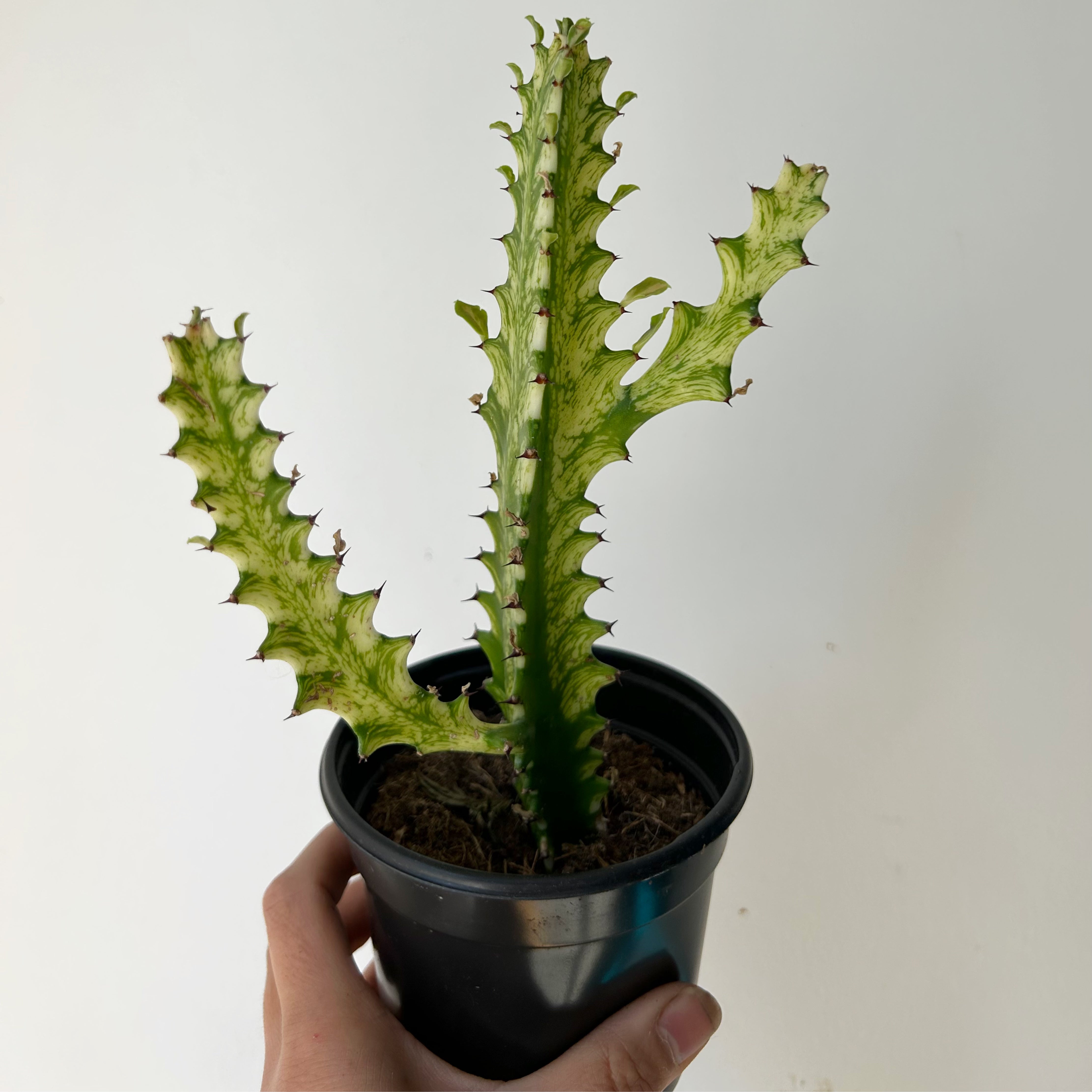 Euphorbia Trigona Variegata in 3.5”pot