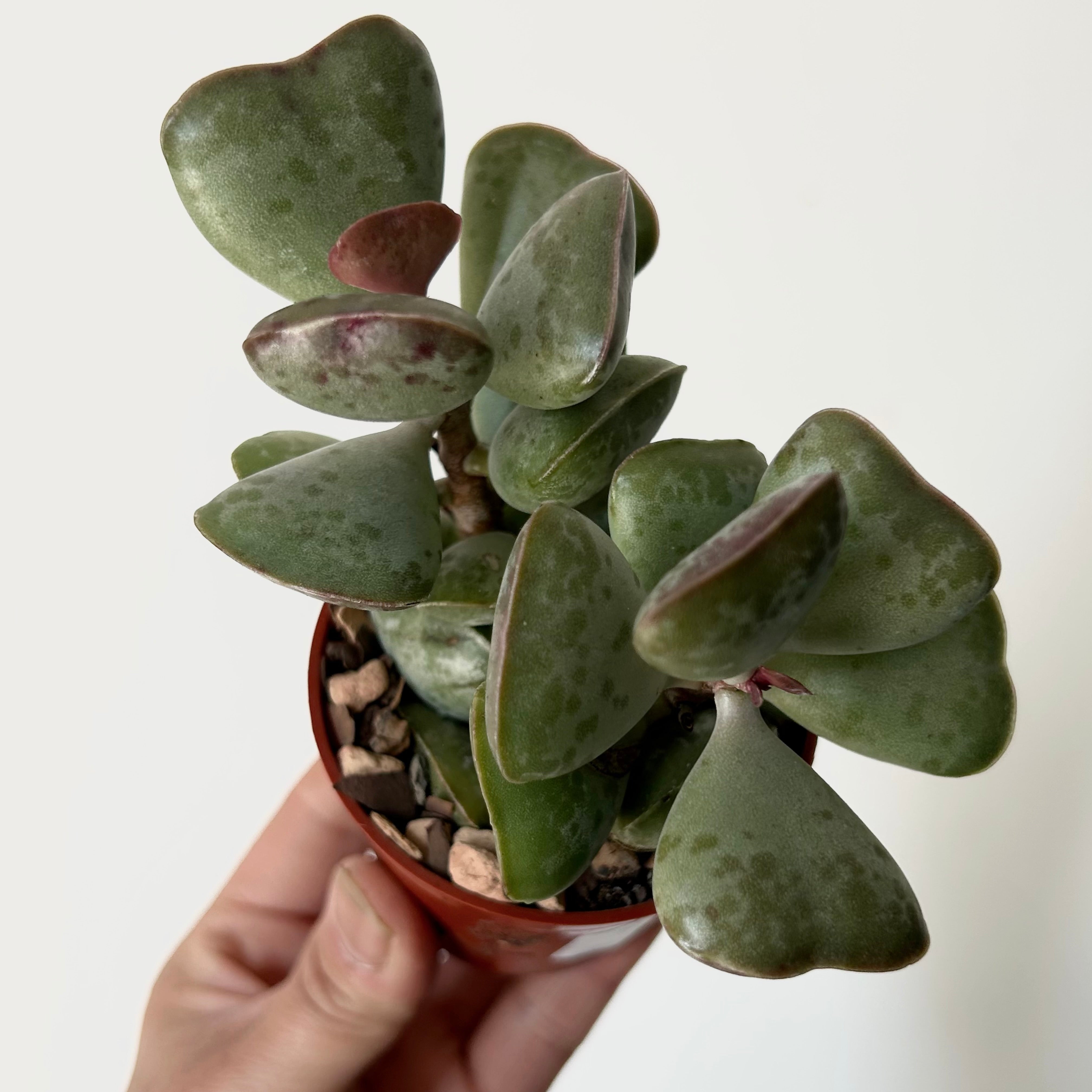 Calico Hearts (Adromischus triflorus)2.75”pot