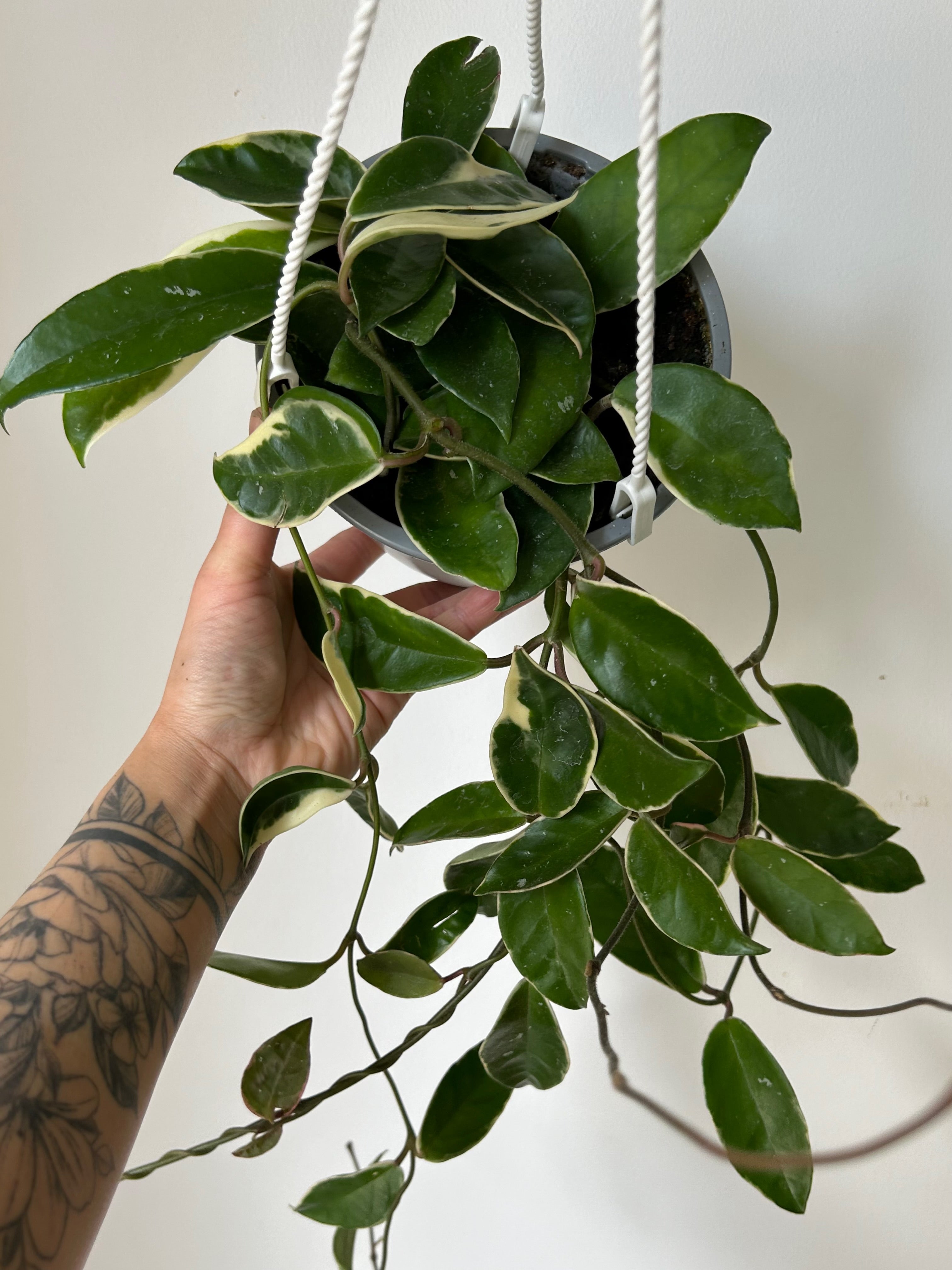 Hoya Krimson Queen 6” hanging basket