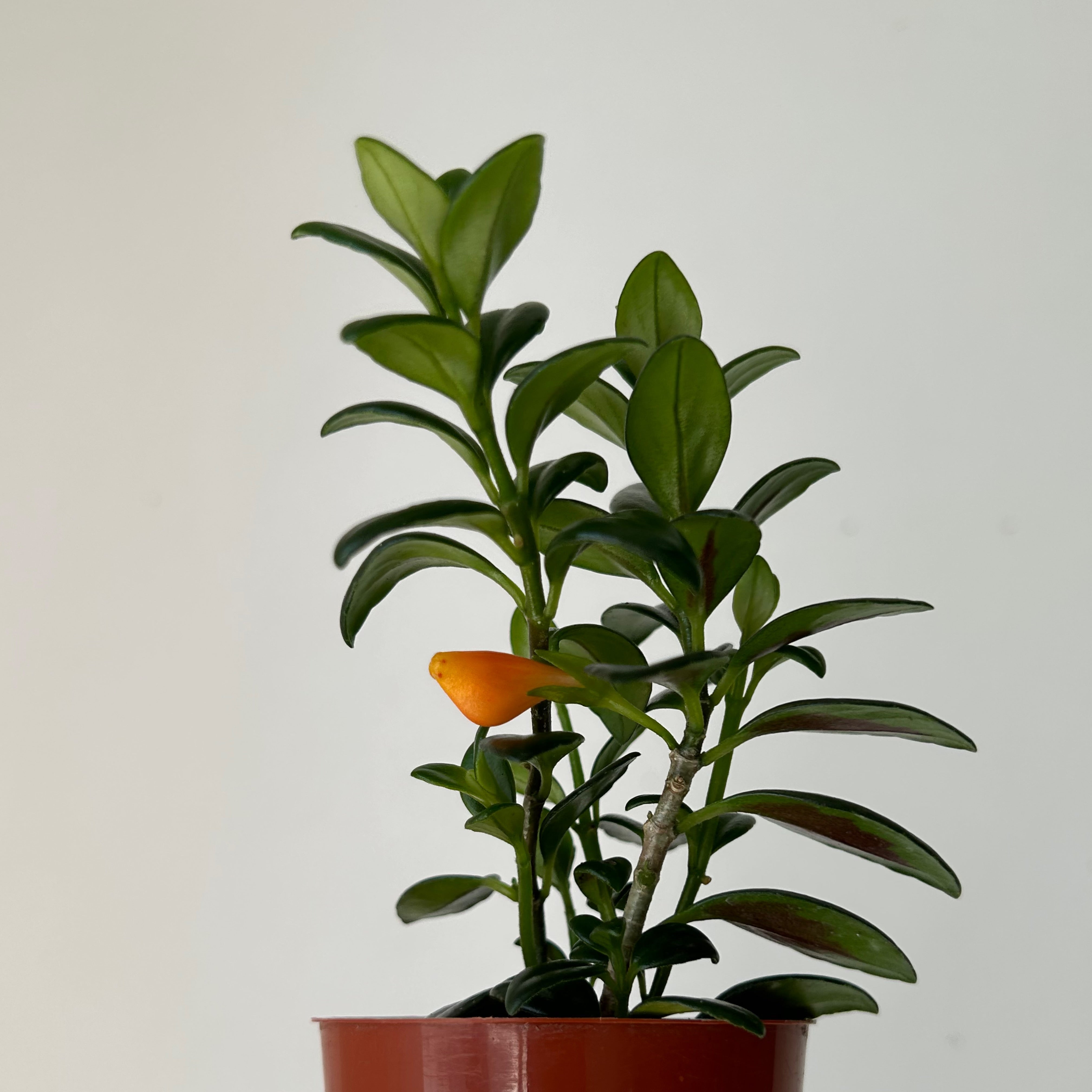 Goldfish Plant (Nematanthus) 2.5”pot