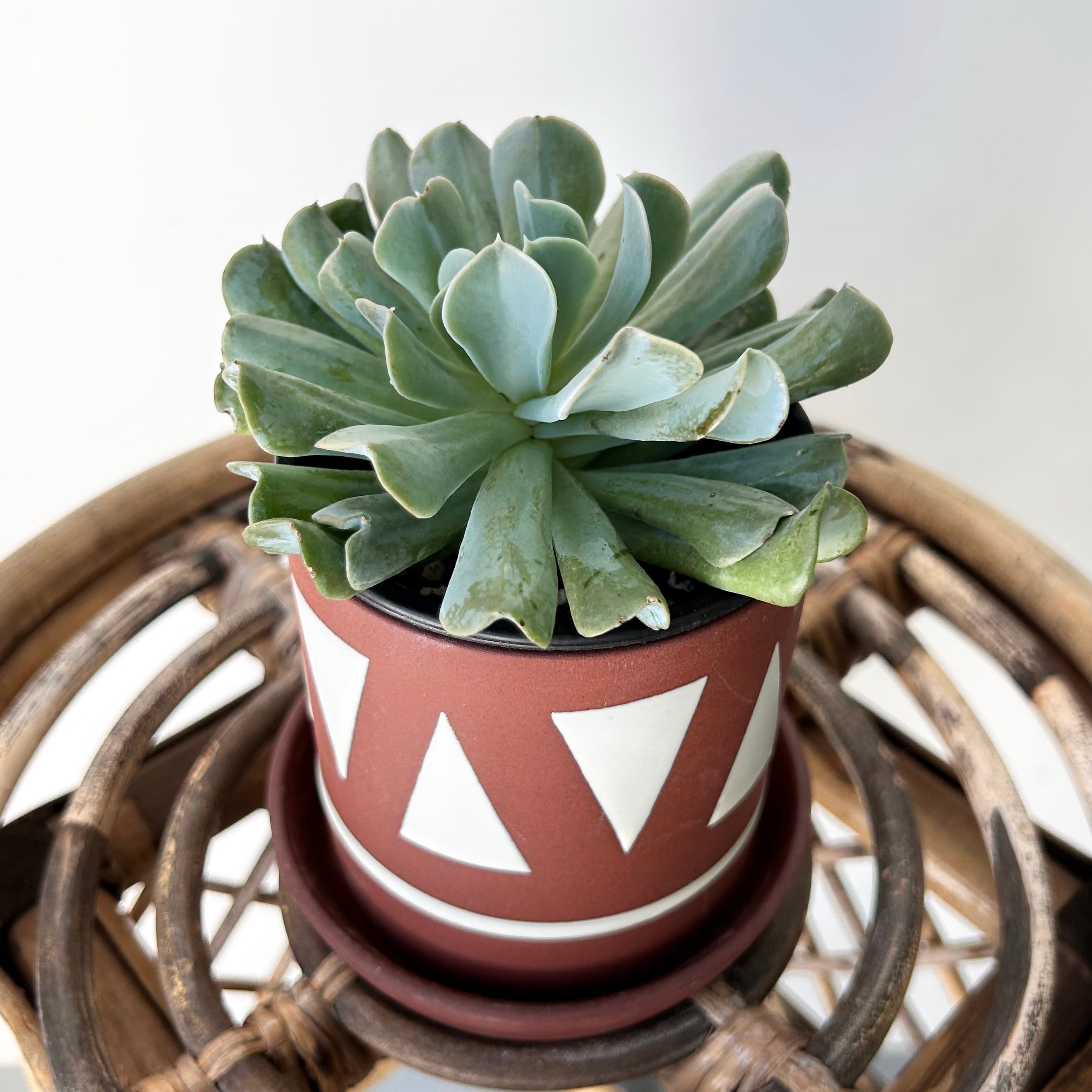 TAJIN Decorative Planter with saucer (3.25”x3.75”)