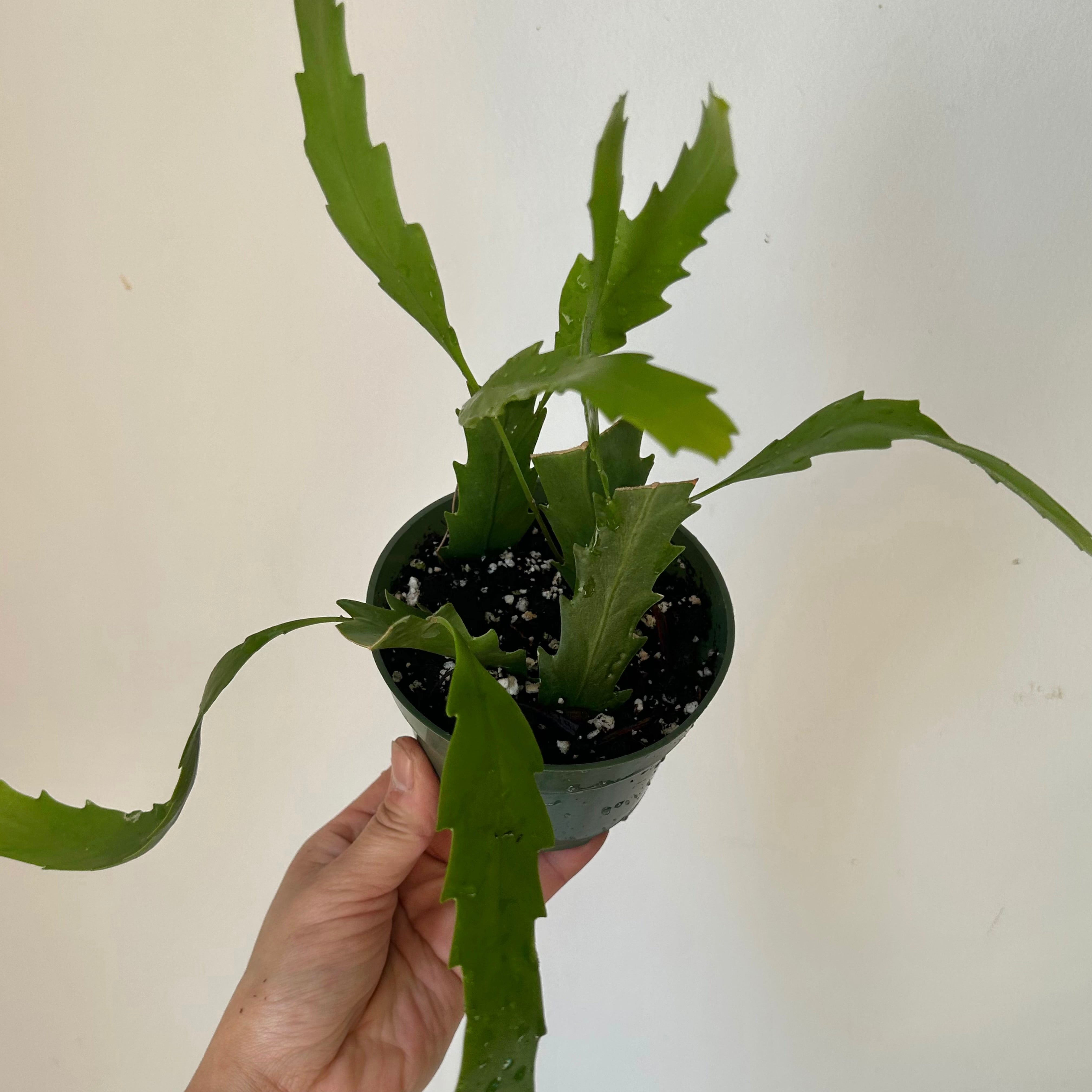 Snowdrop Cactus (Lepismium houlletianum) 4” pot
