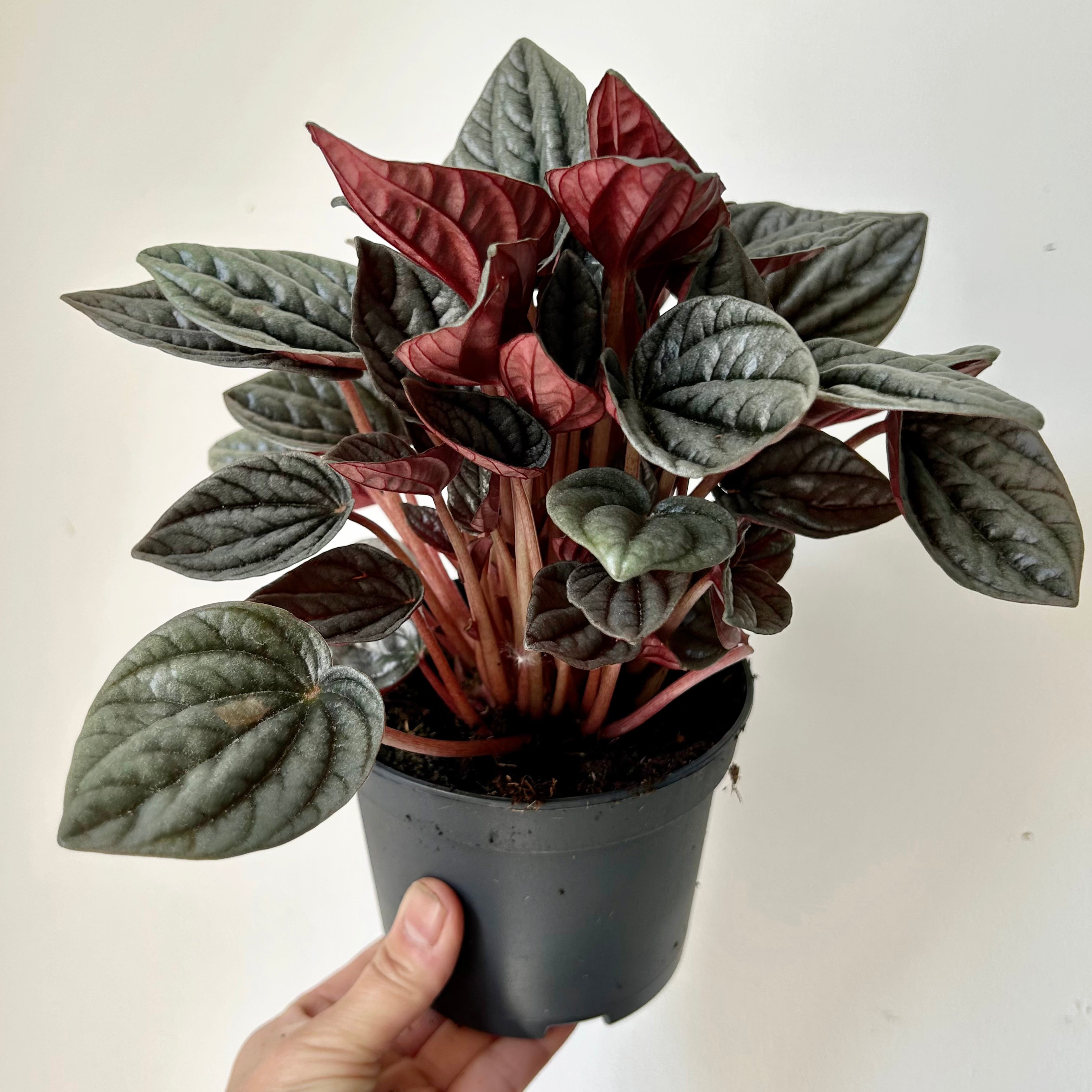 Peperomia caperata “Montevideo” 5” pot