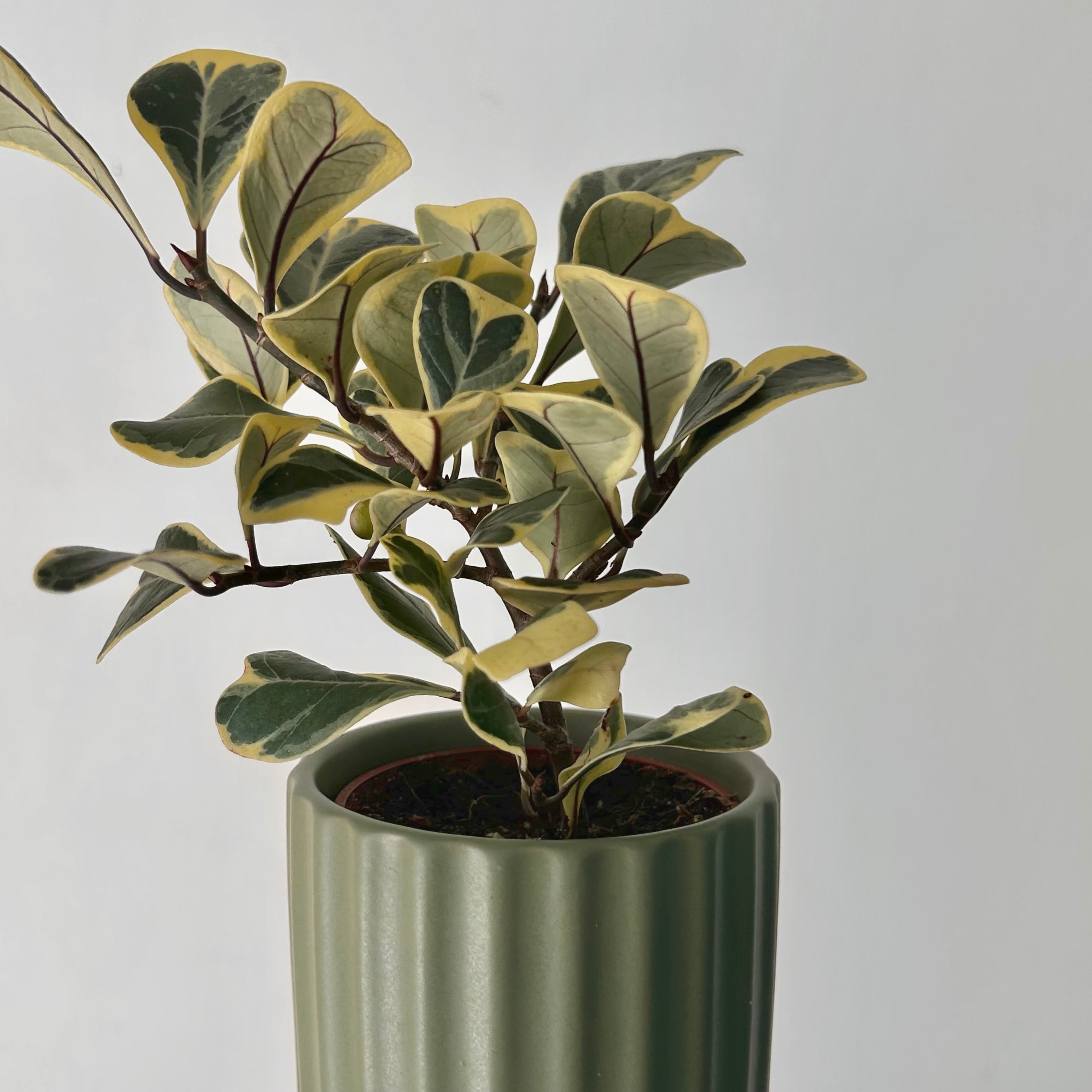 BEAM Decorative Planter (3”x3) available in two colours