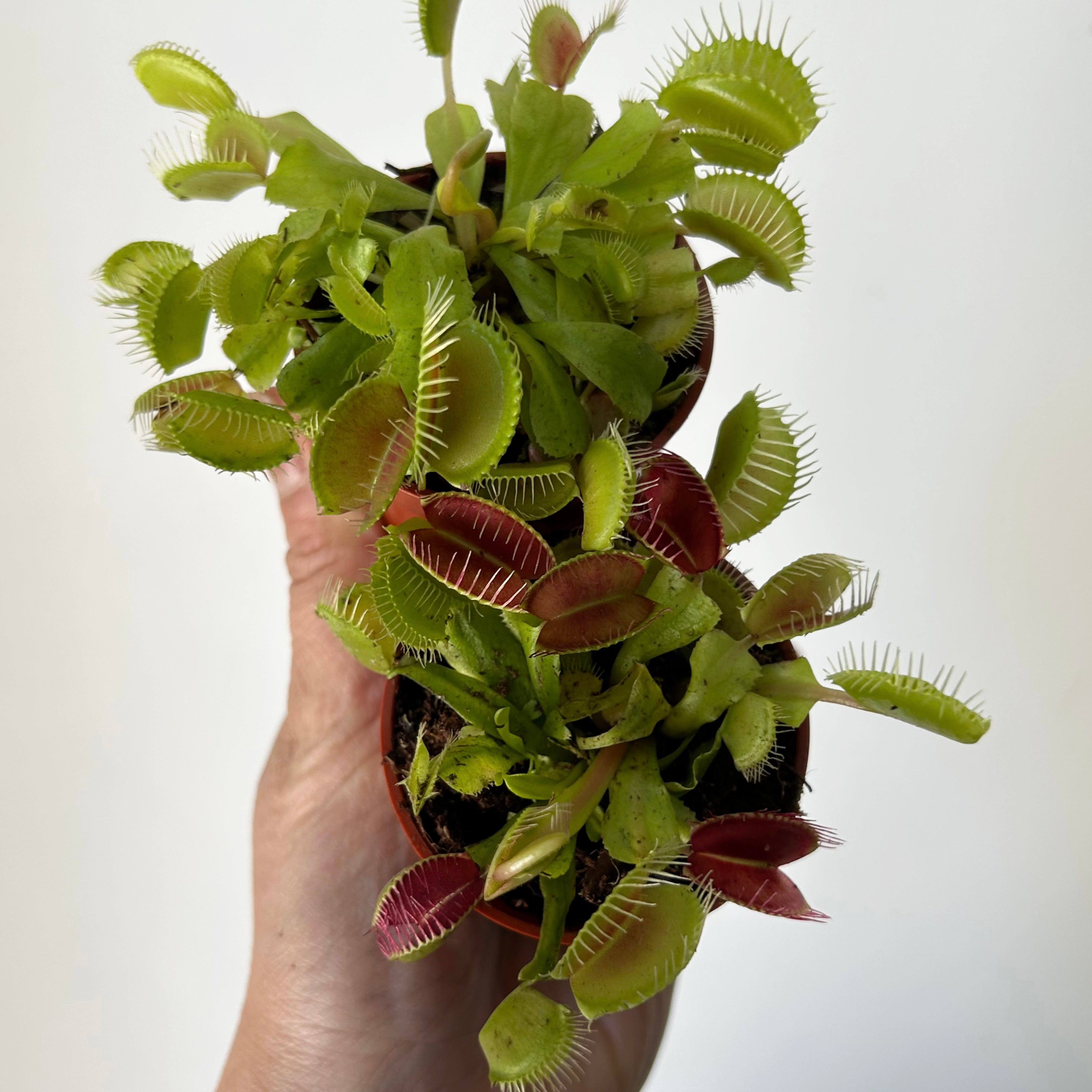 Venus Fly Trap 2.25”pot