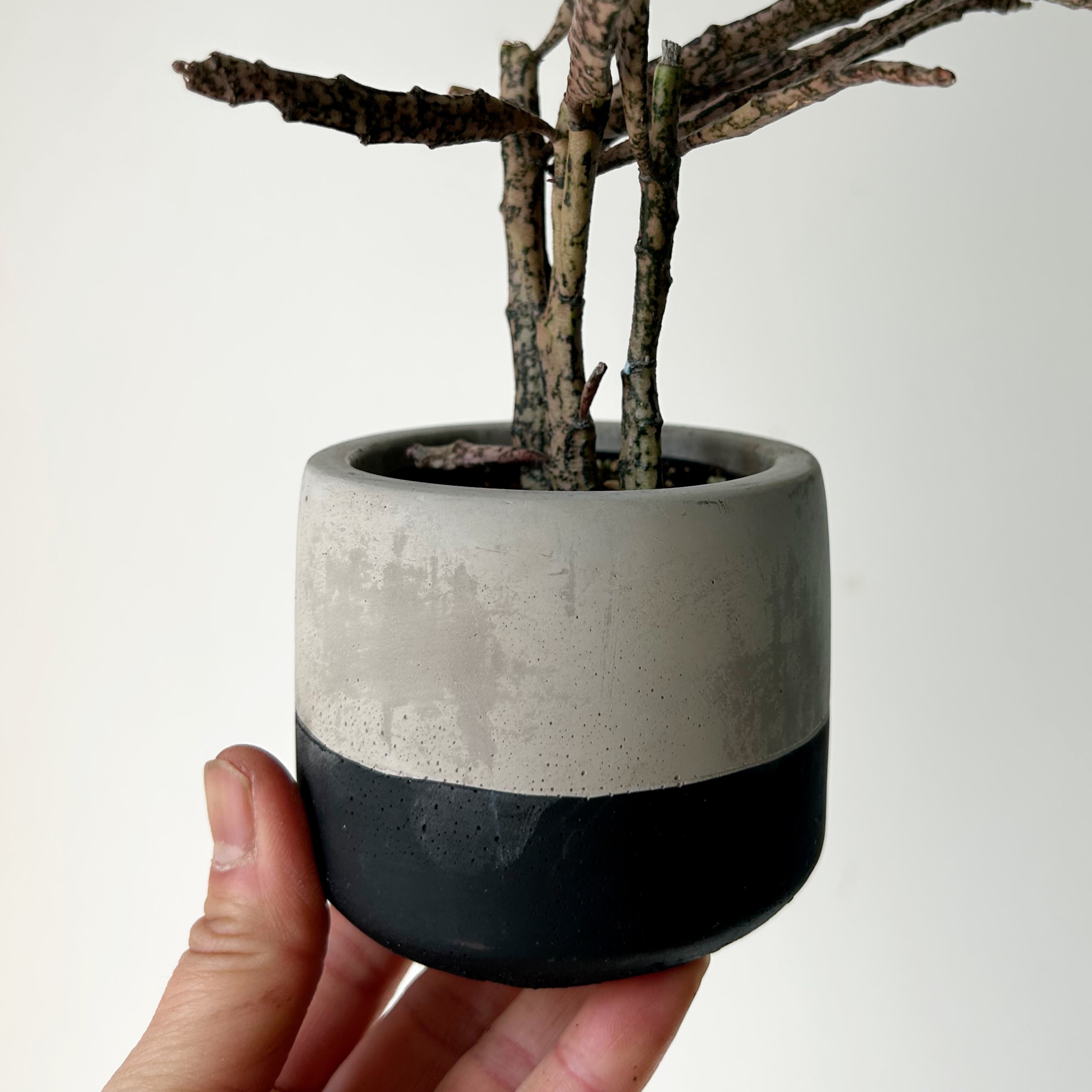 WYATT Small Decorative Cement Pot (2.75”x2.5”)