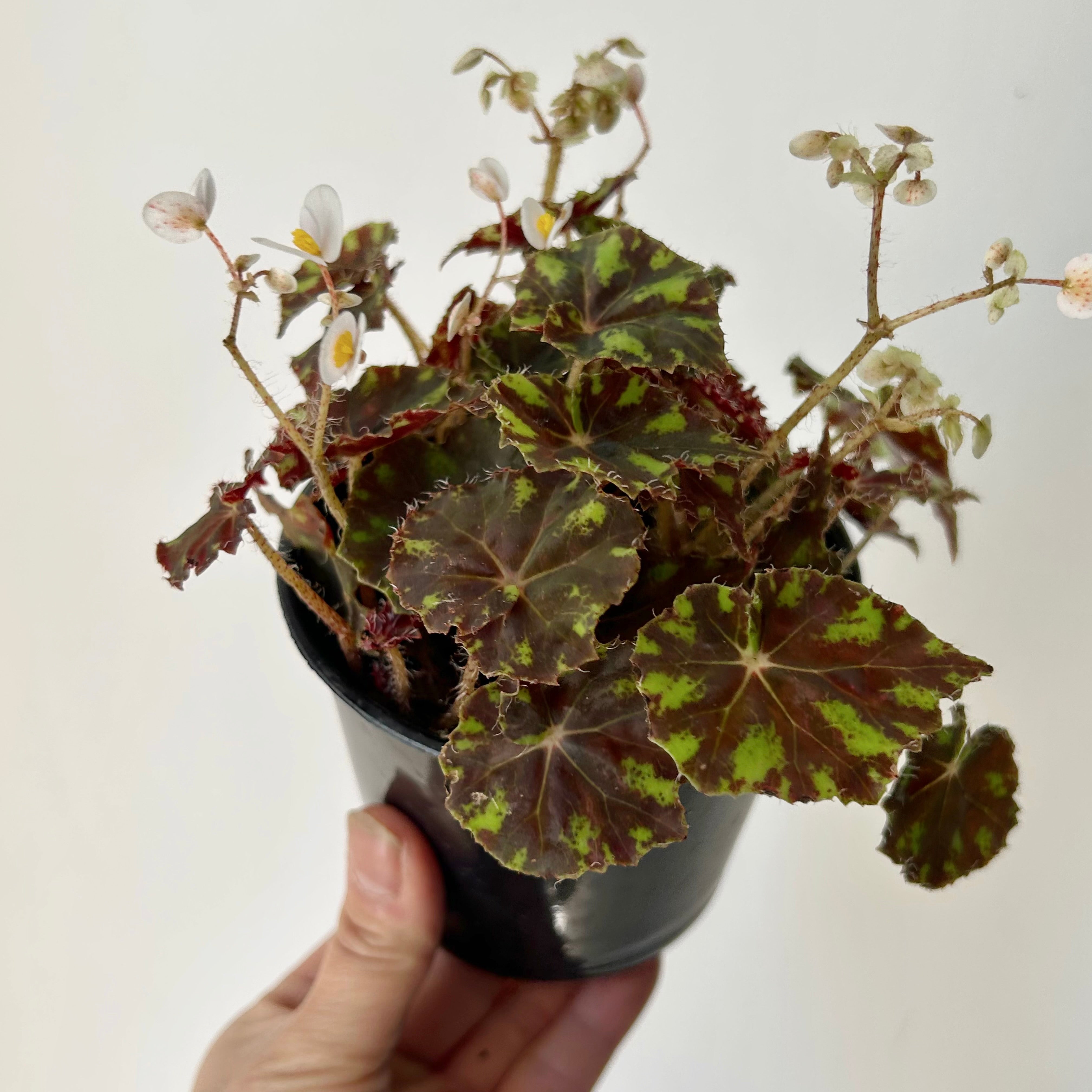 Begonia “Tiger Paw” 4" pot