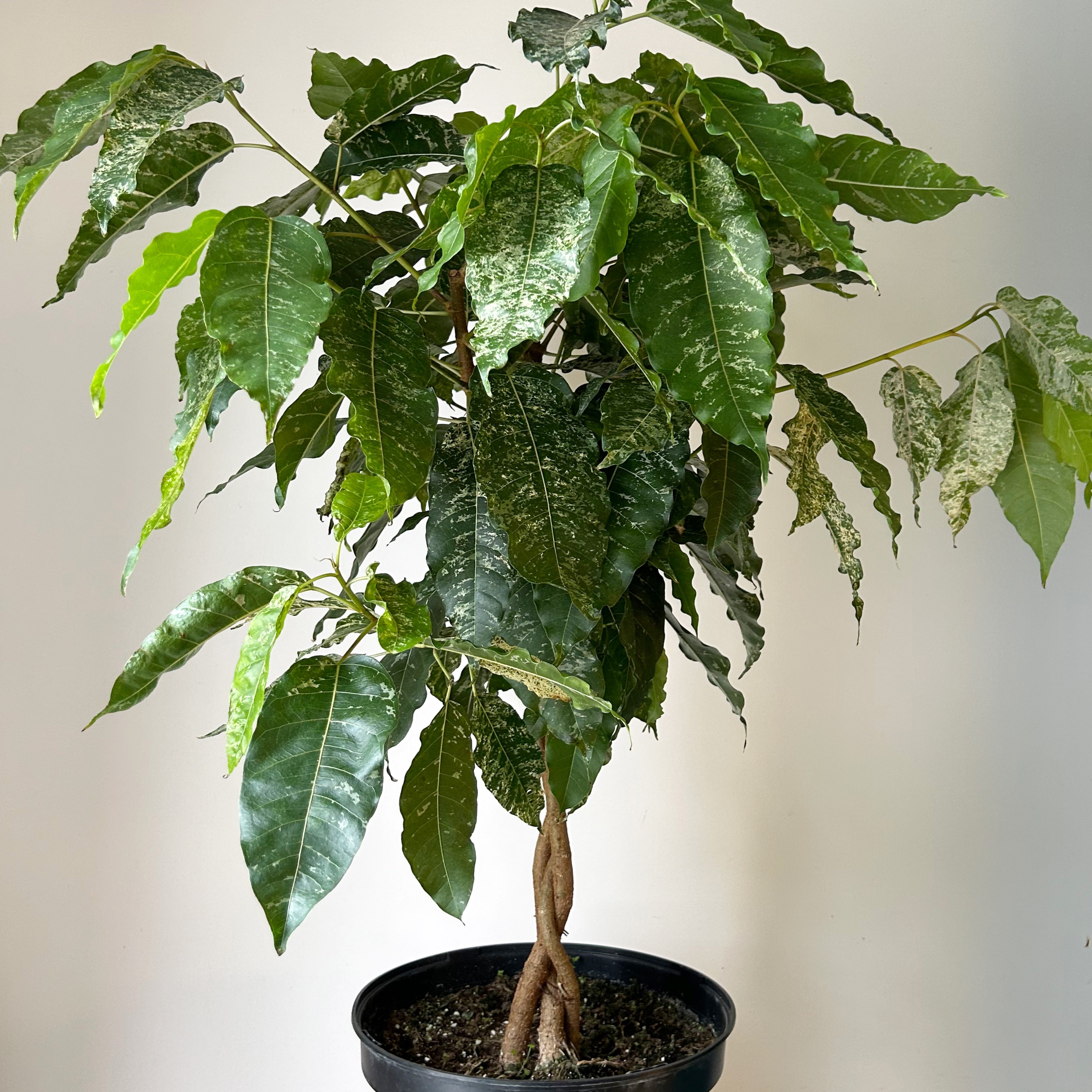 Variegated Clown Fig (Ficus aspera) braided approximately 3ft tall 10”pot
