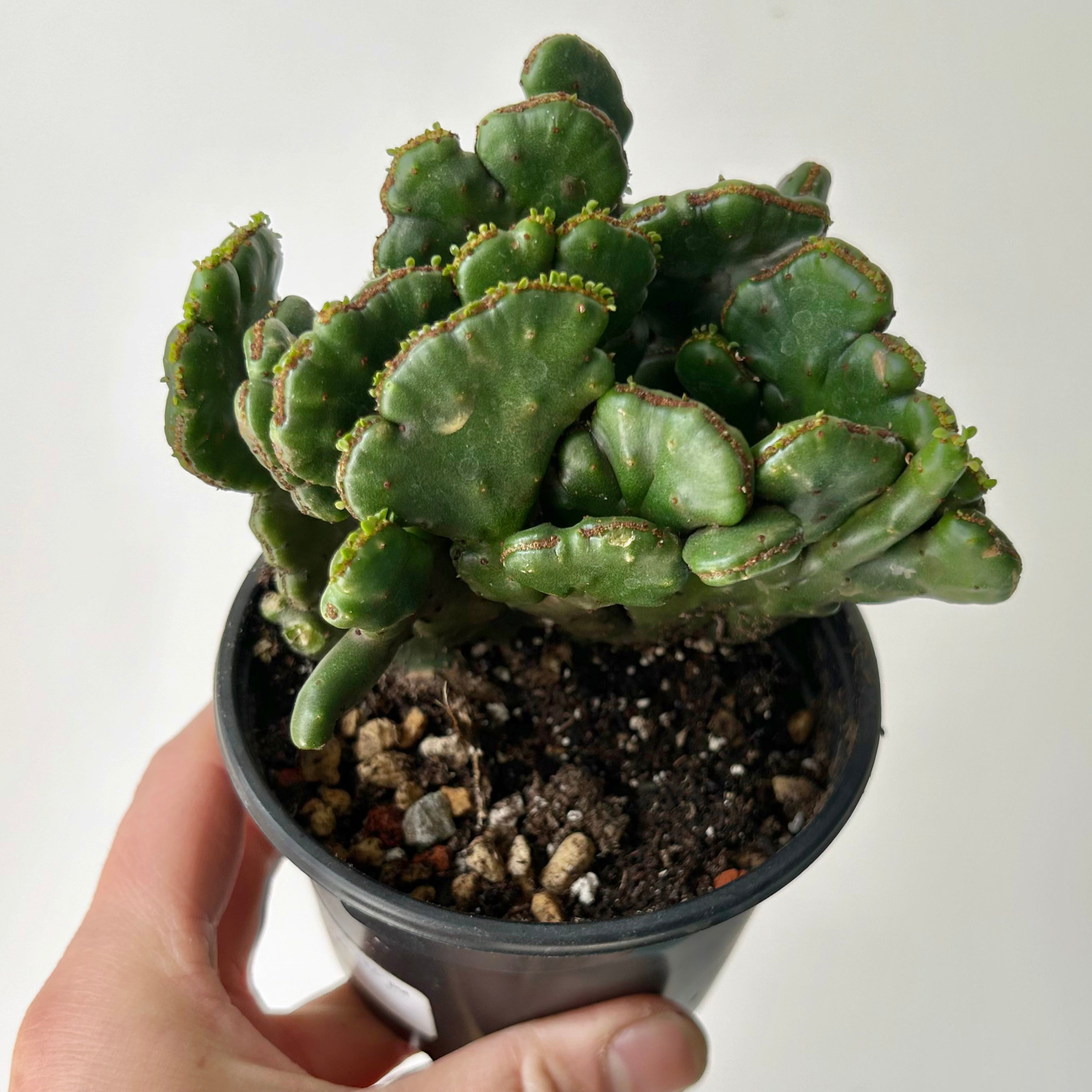 Euphorbia oncoclada cristata 3.5”pot