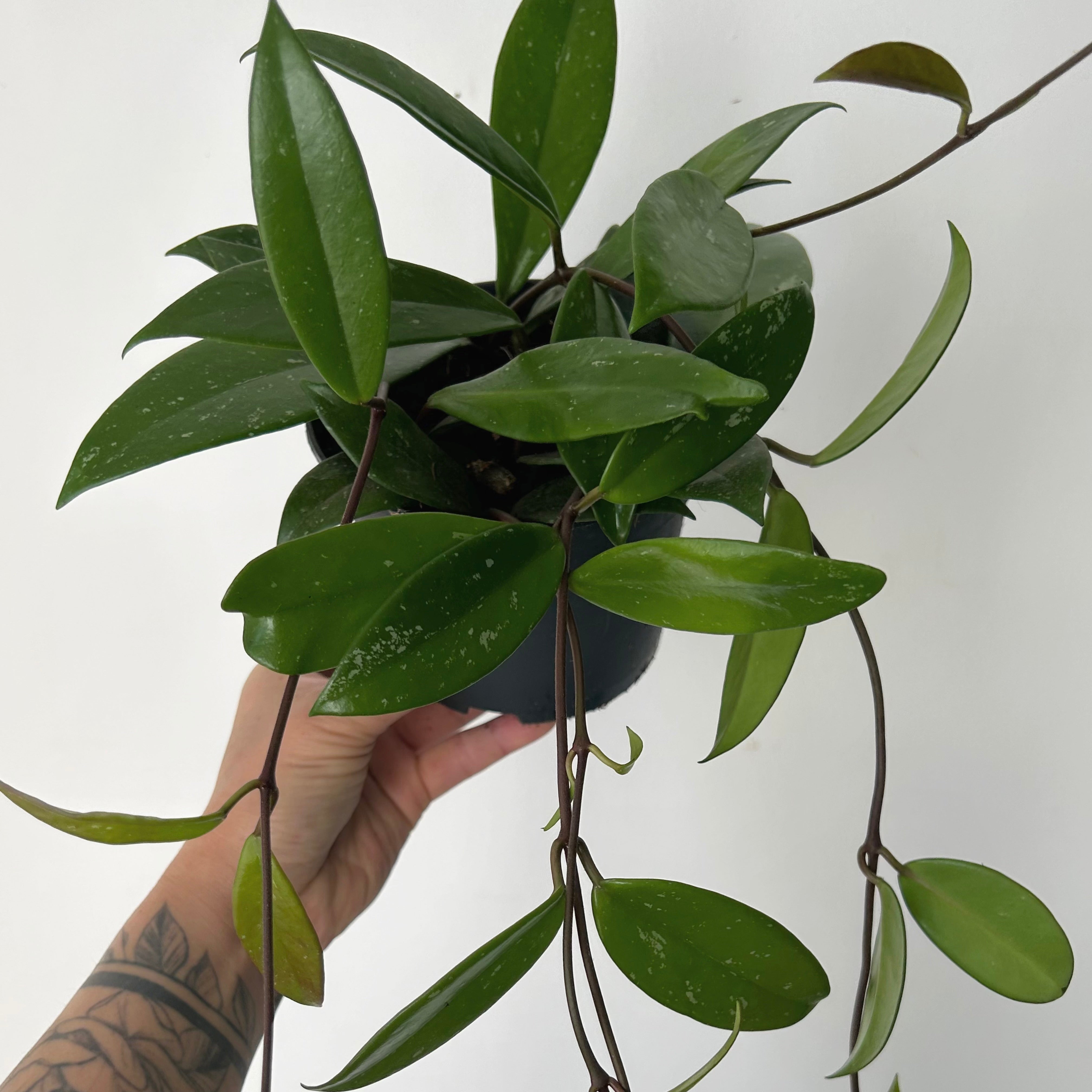 Hoya Pubicalyx 5”pot