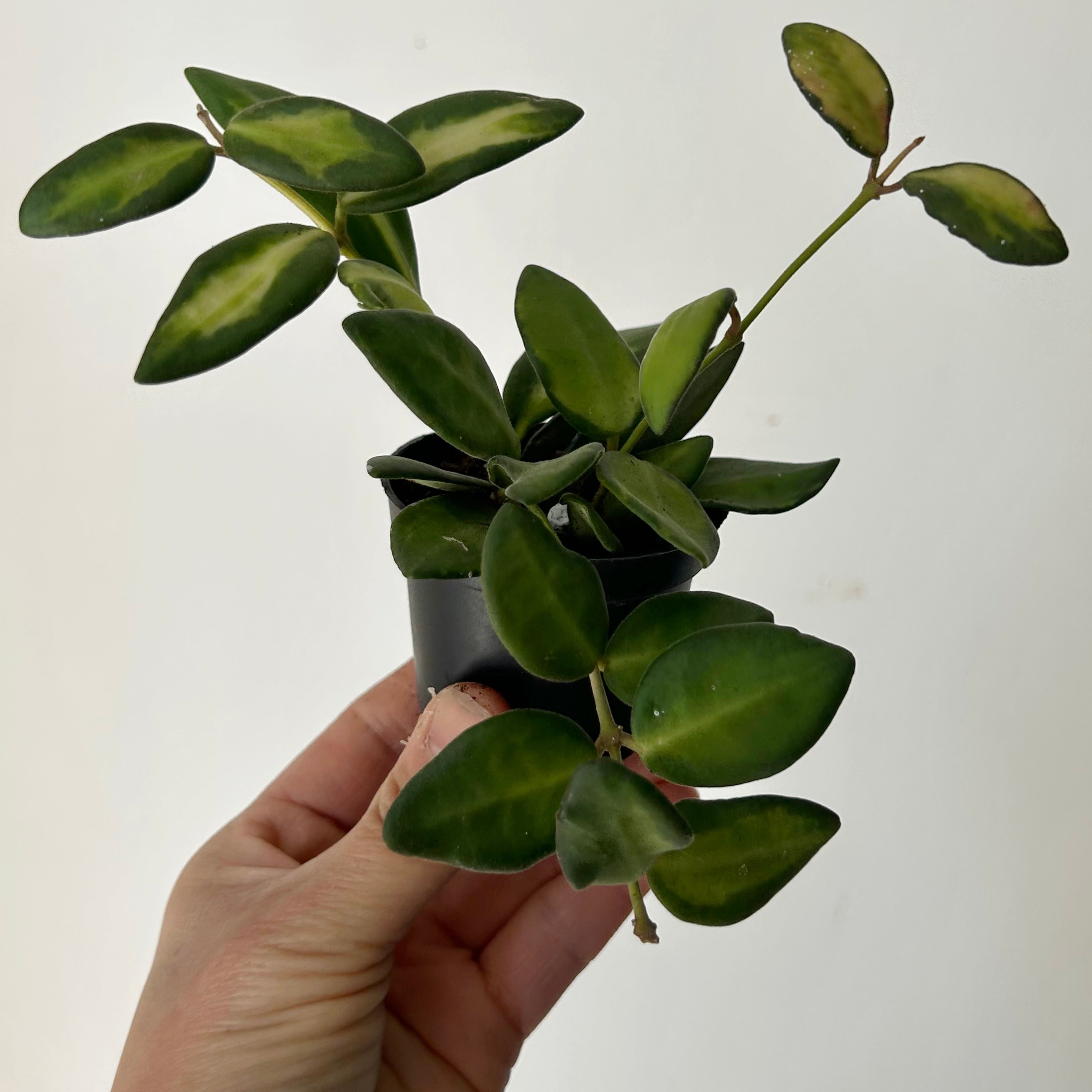 Hoya sp. aff. burtoniae variegated 2.5”pot