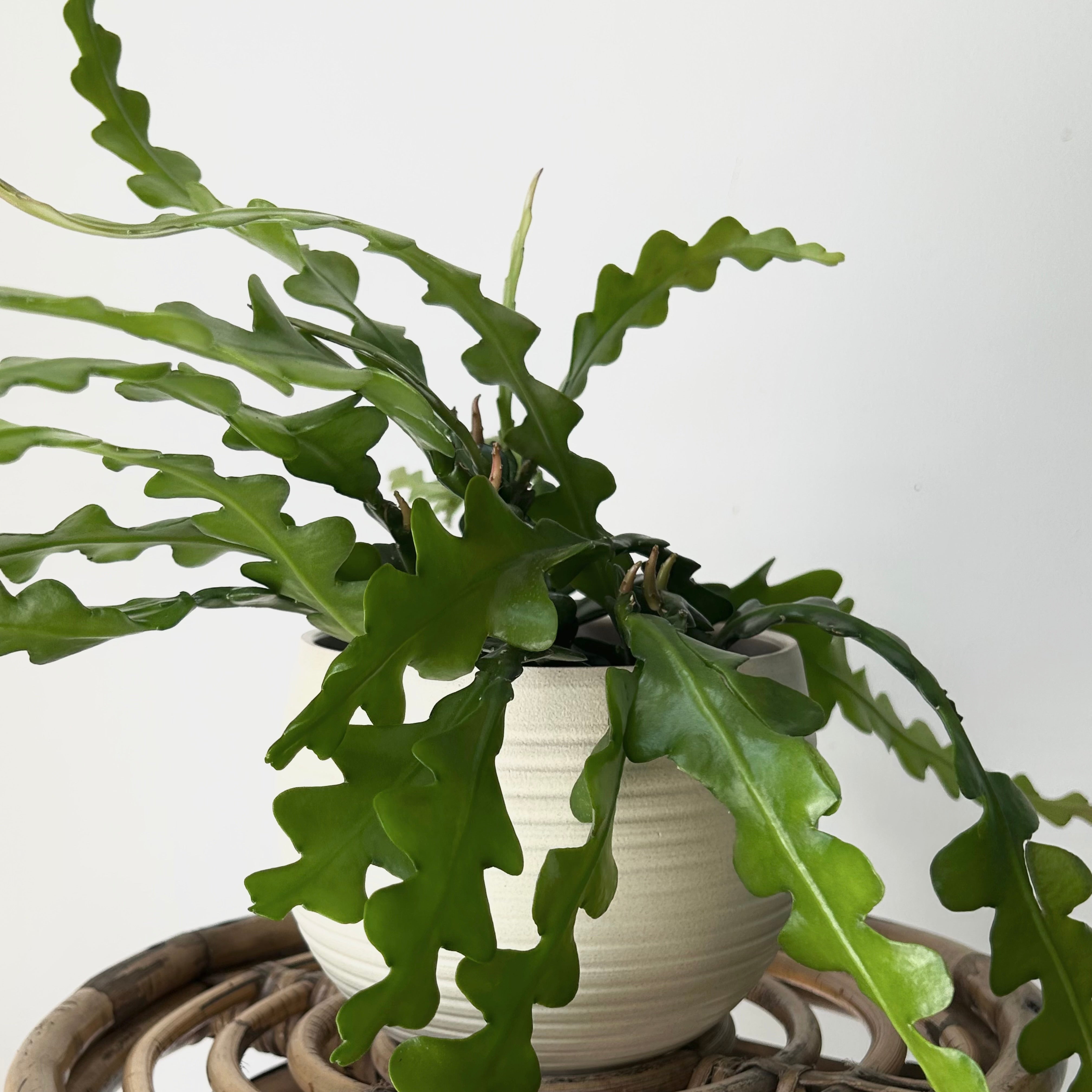 Fishbone Cactus (Epiphyllum anguliger) 5” pot