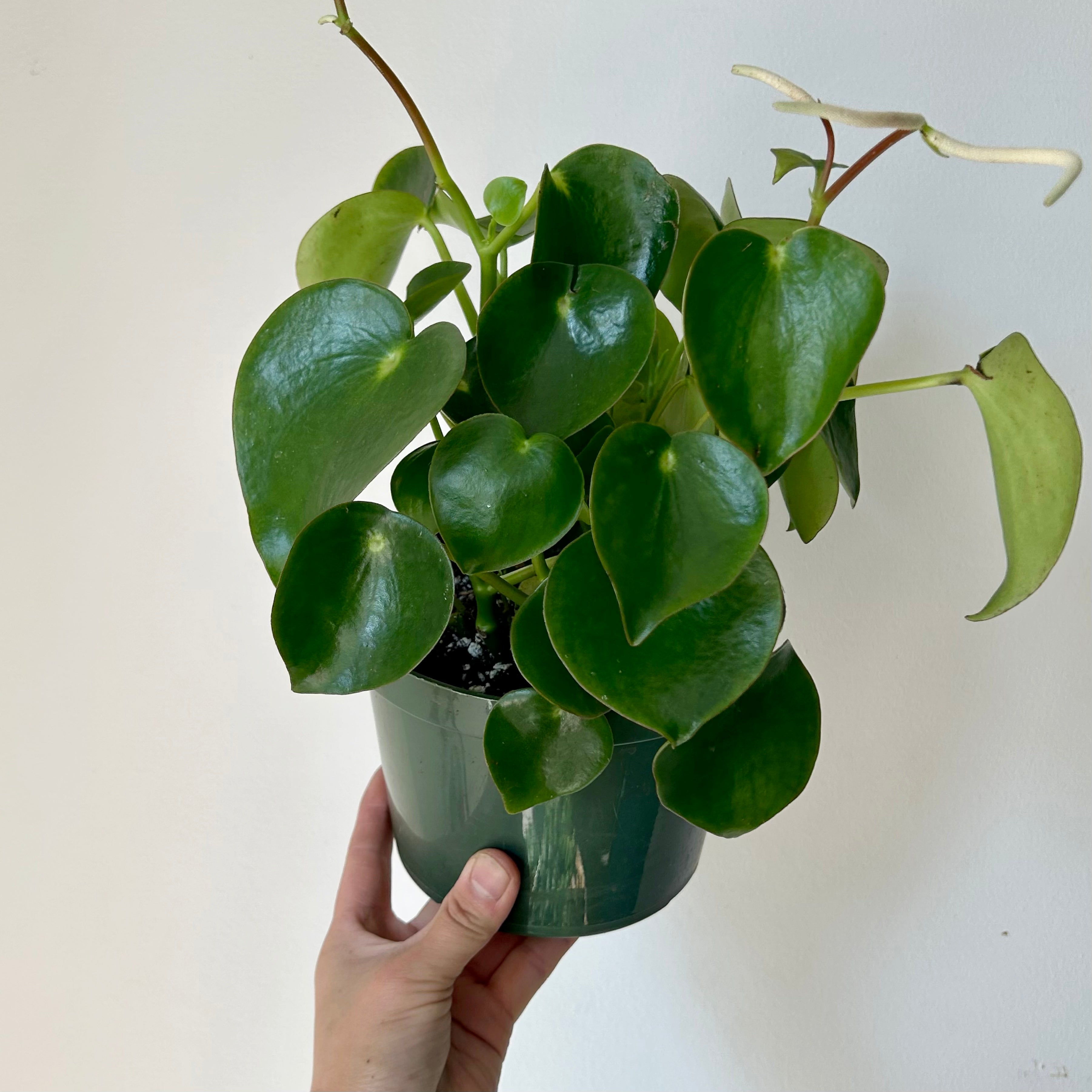 Peperomia “Raindrop” 6” pot