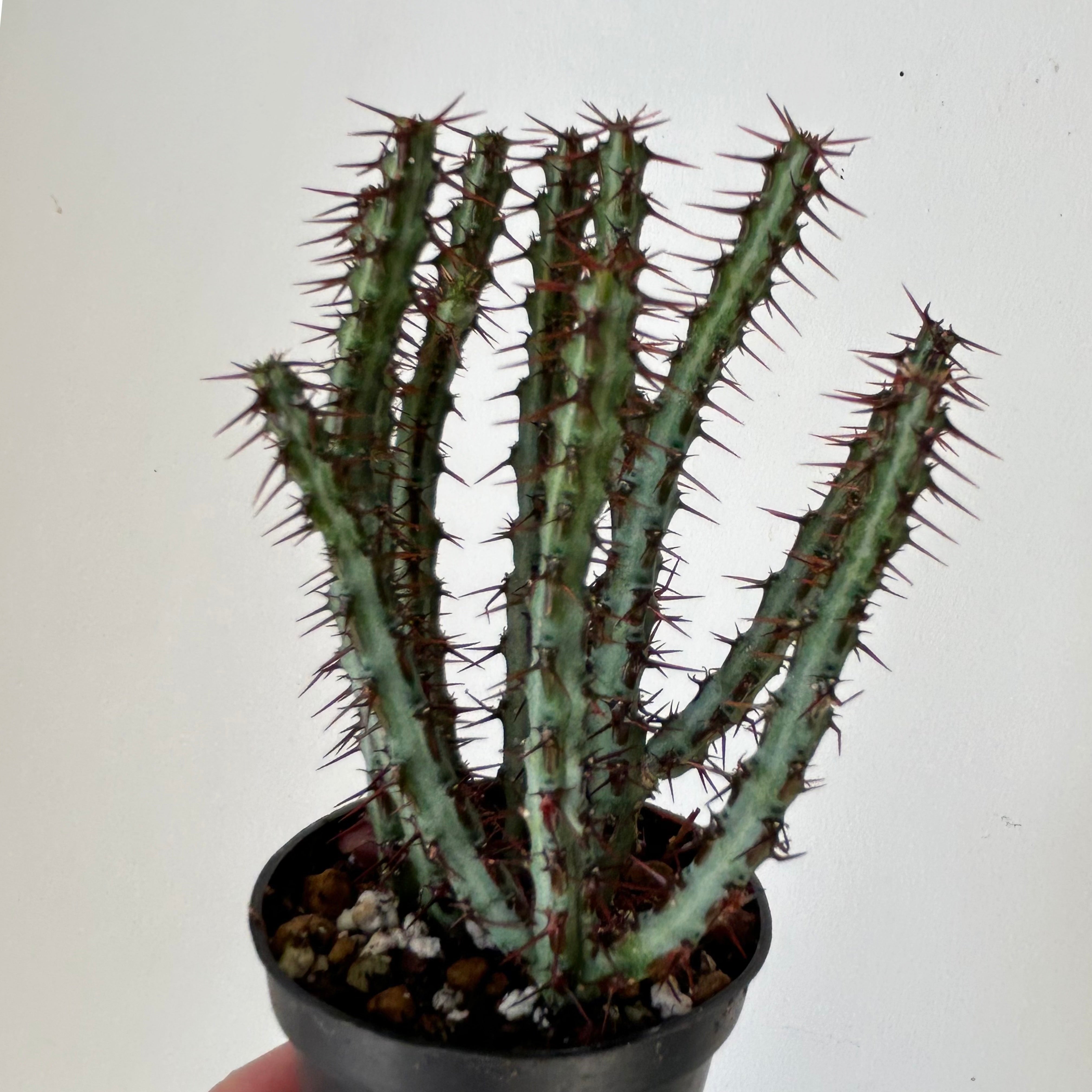 Euphorbia aeruginosa 2.5” pot