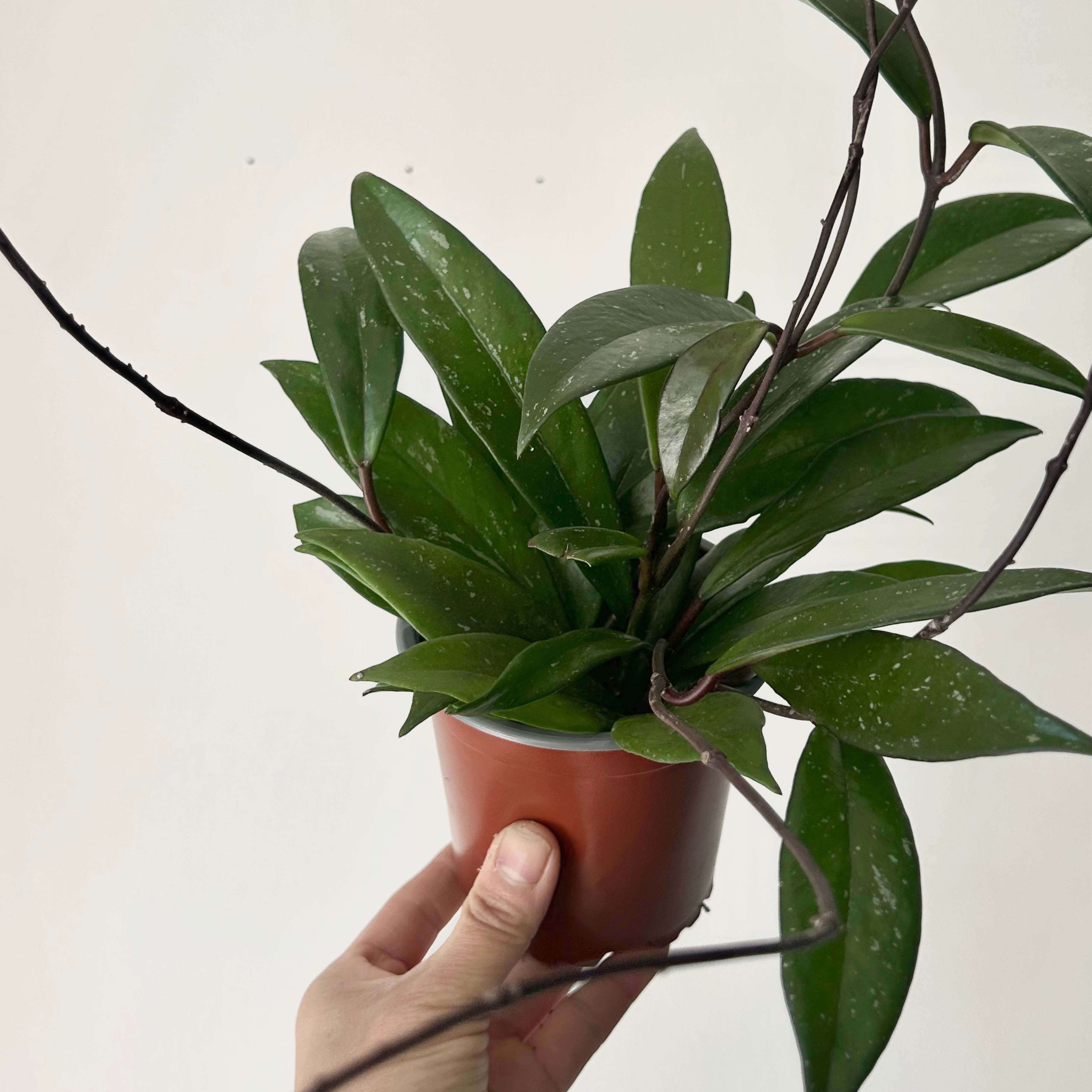 Hoya Pubicalyx 4”pot