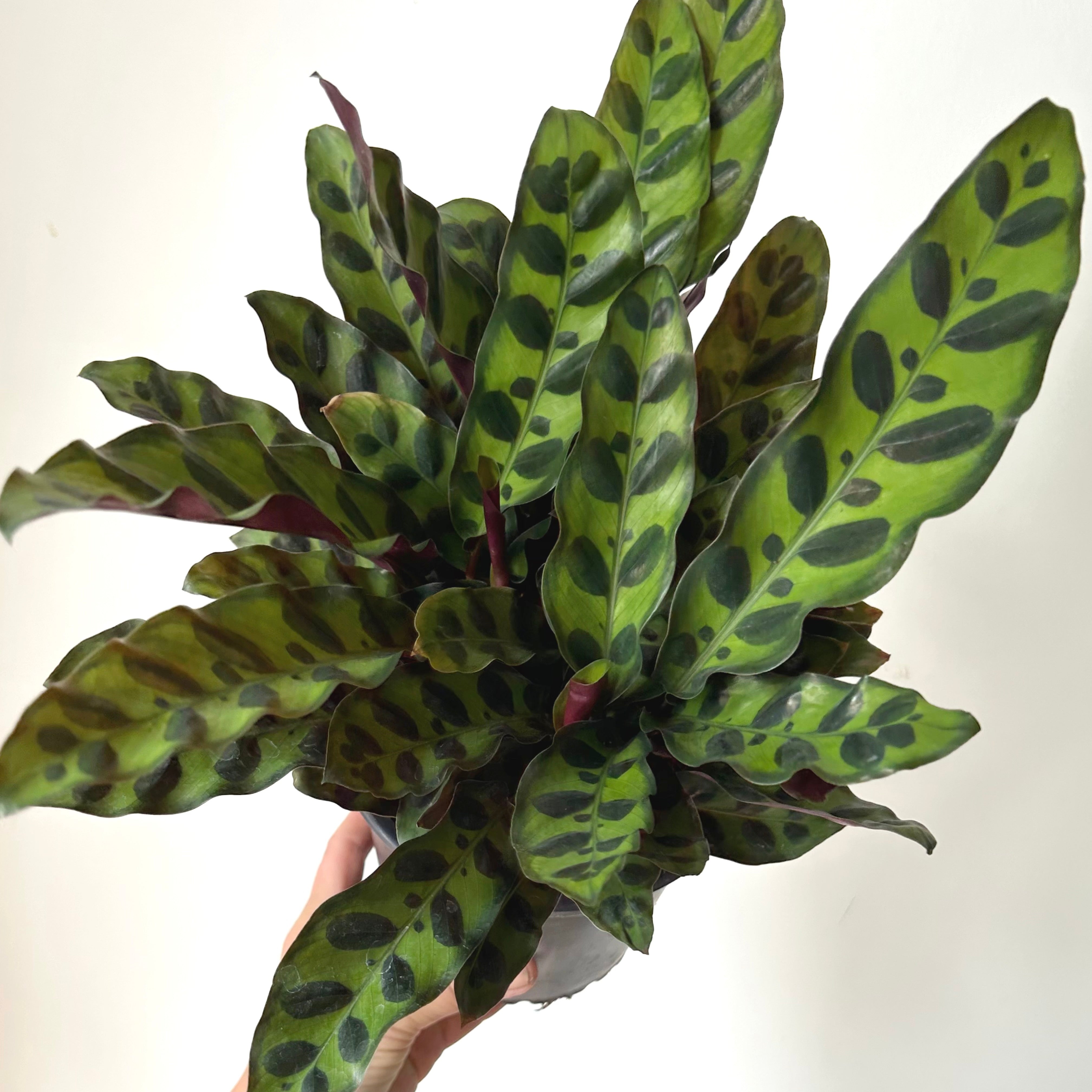 Calathea “Rattle Snake”(Lancifolia) 6”pot