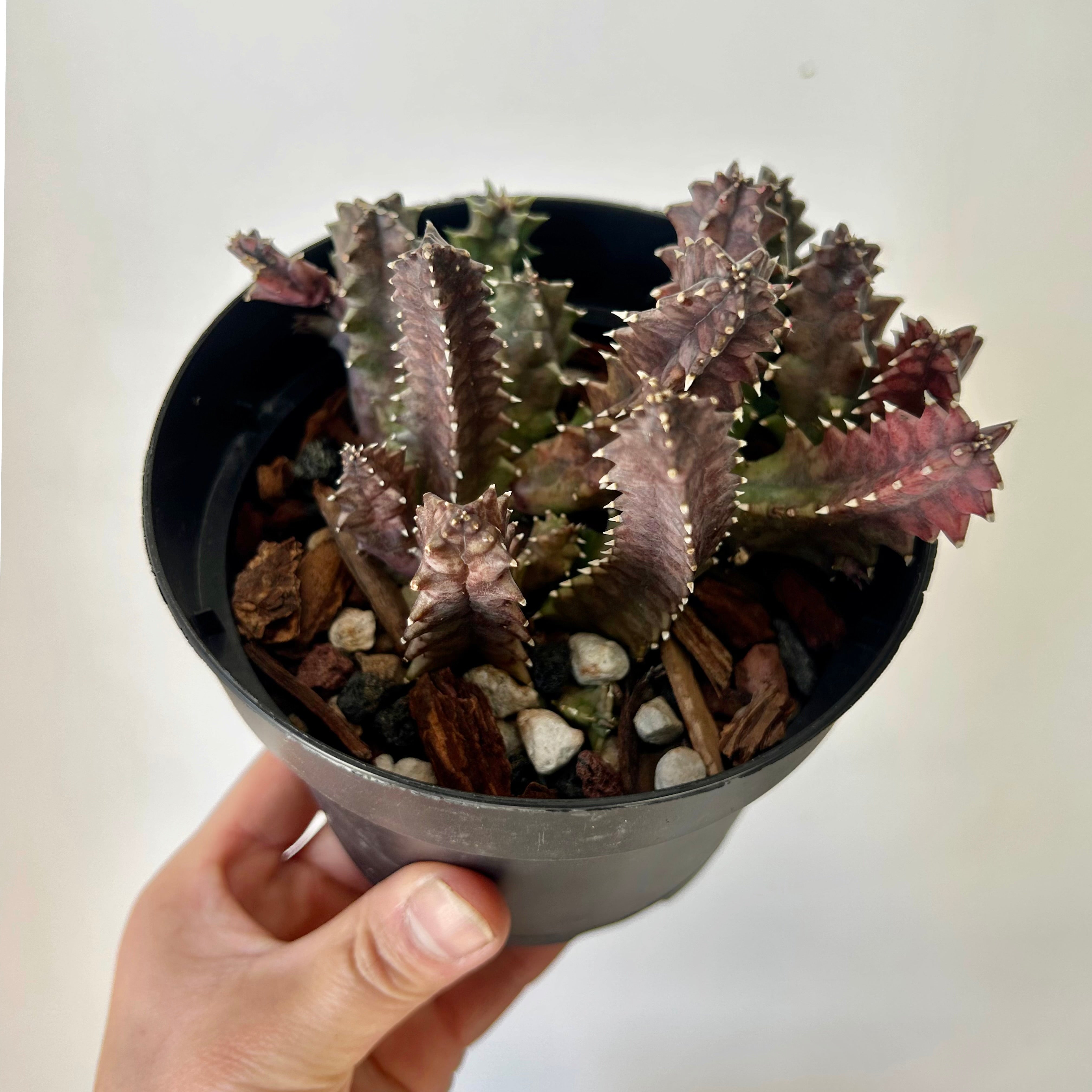 Huernia 5”pot