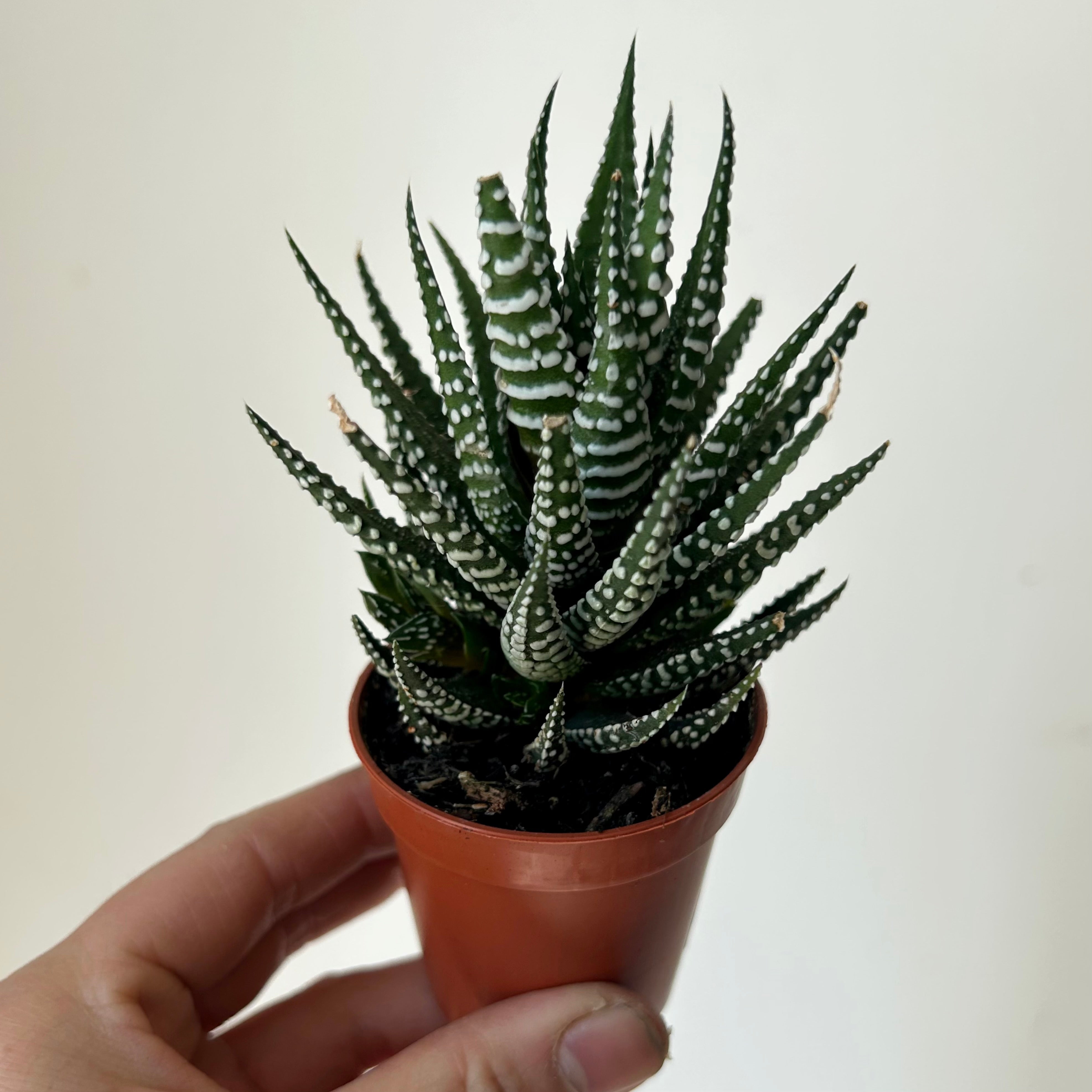 Haworthia “Zebra” (Haworthiopsis fasciata) 2.5” pot