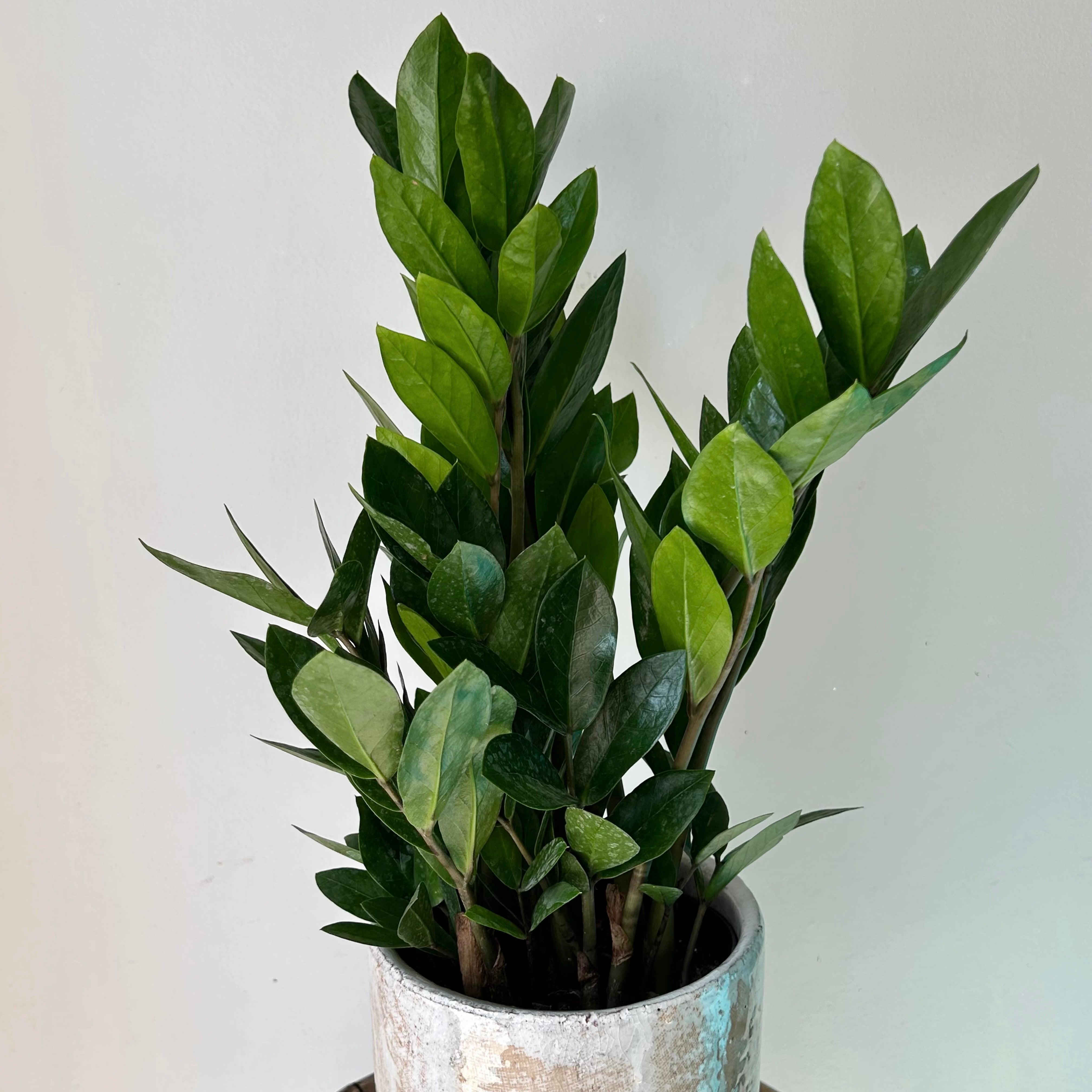 ZZ Plant (Zamioculcas Zamiifolia) 6”pot