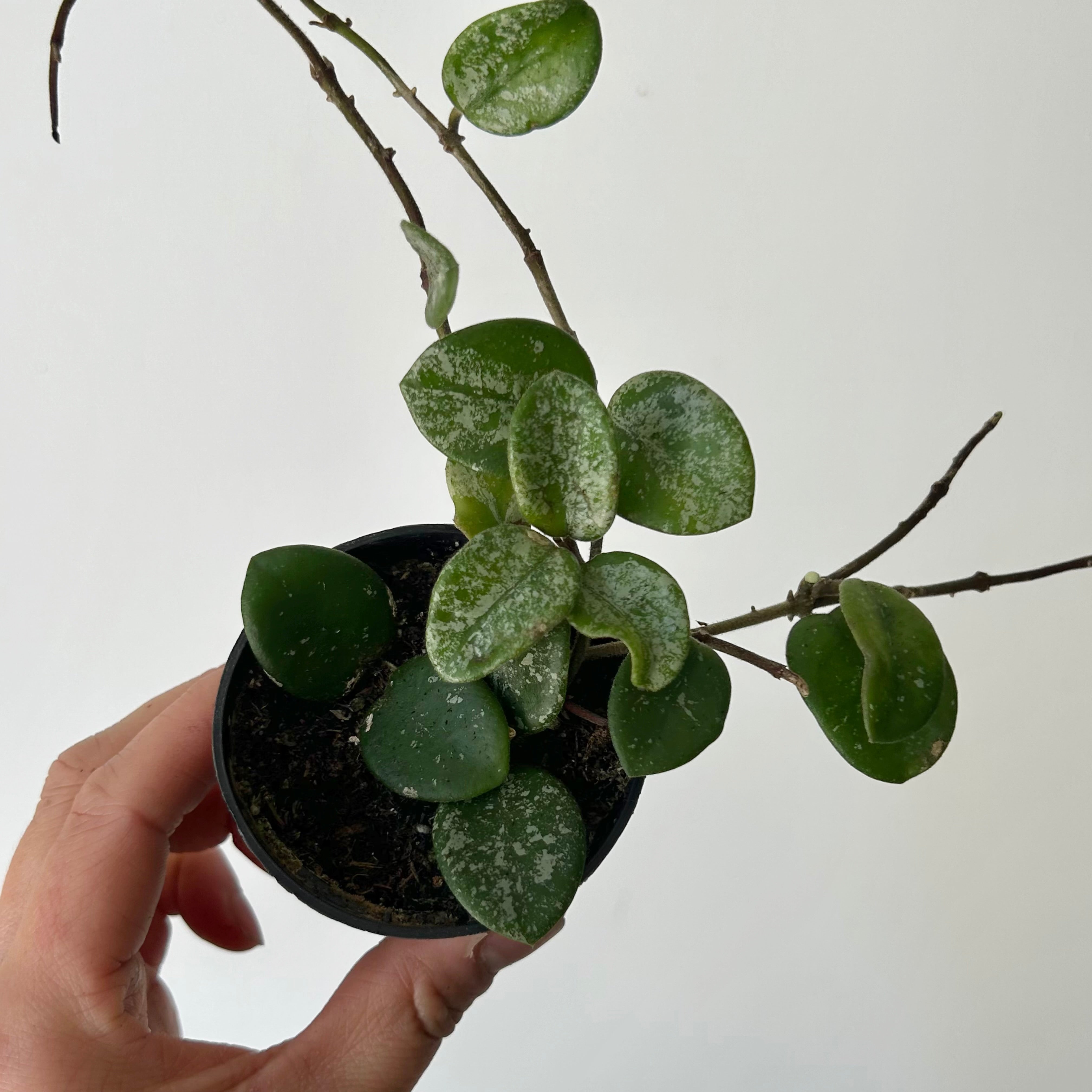 Hoya Mathilde 2.5”pot
