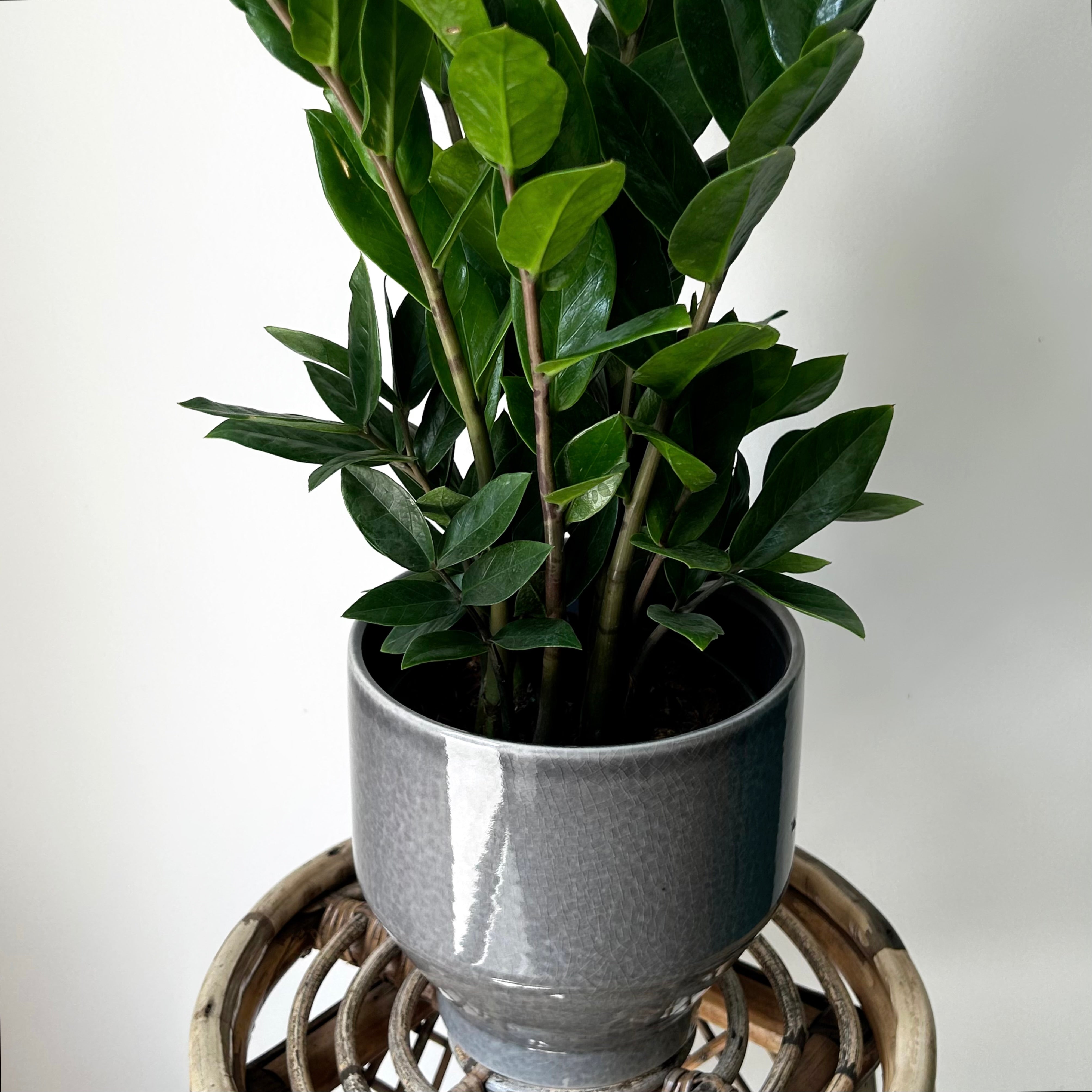 ELLIS decorative tapered ceramic pot (7”x7”)Glossy Grey