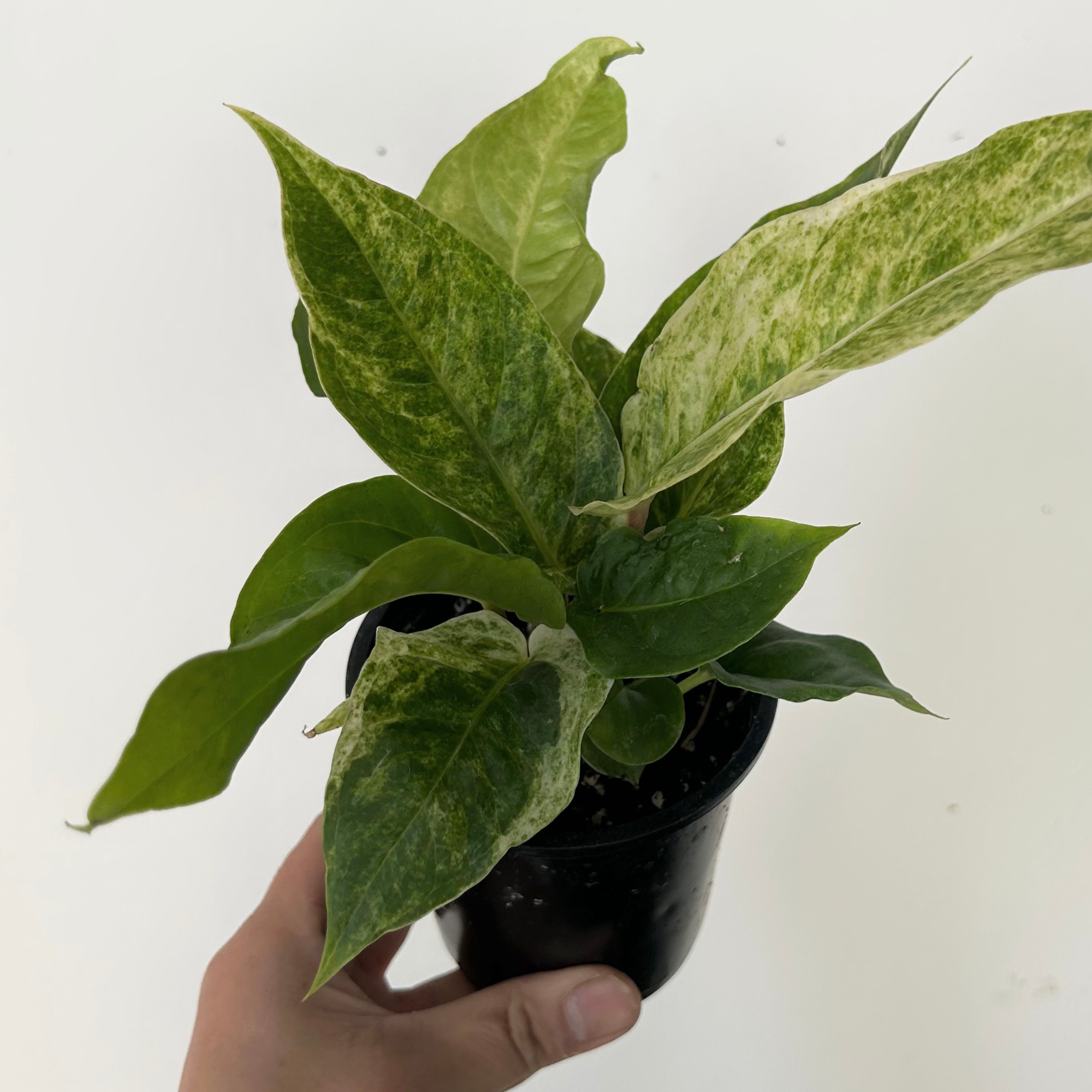 Variegated Birdnest Anthurium (Hookeri) 3.5”pot