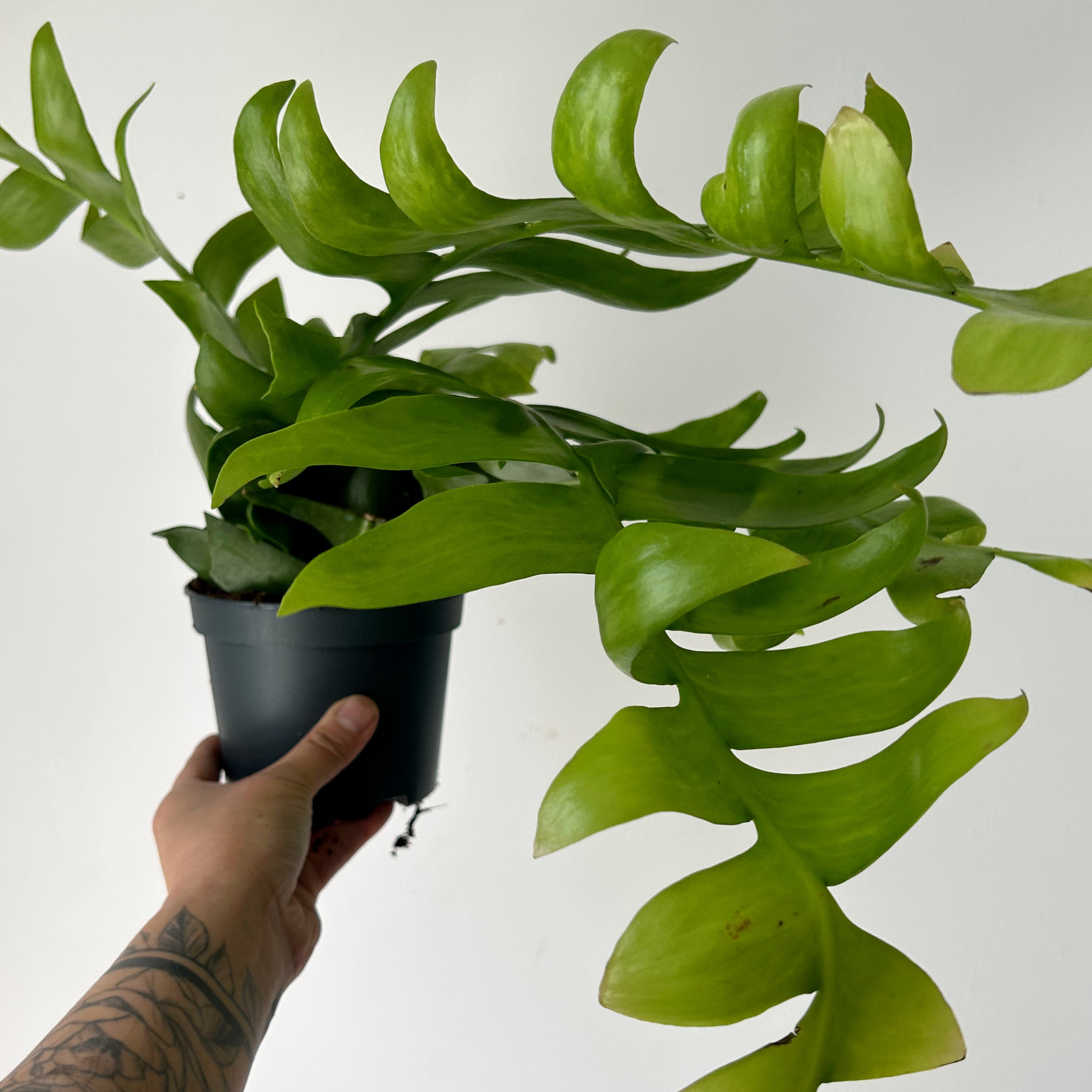 Fernleaf Orchid Cactus (Selenicereus chrysocardium) 5”pot