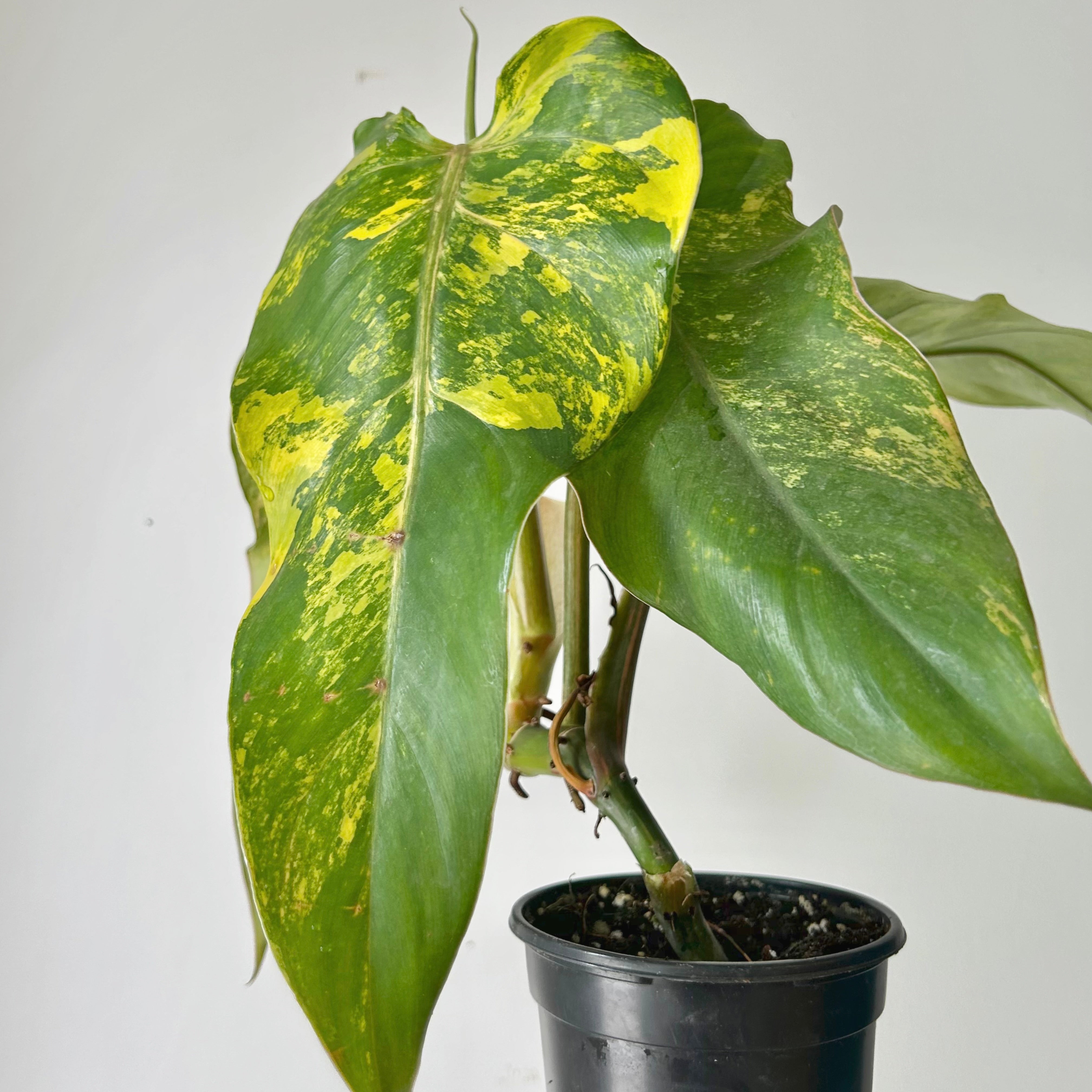Variegated Philodendron domesticum 4” pot