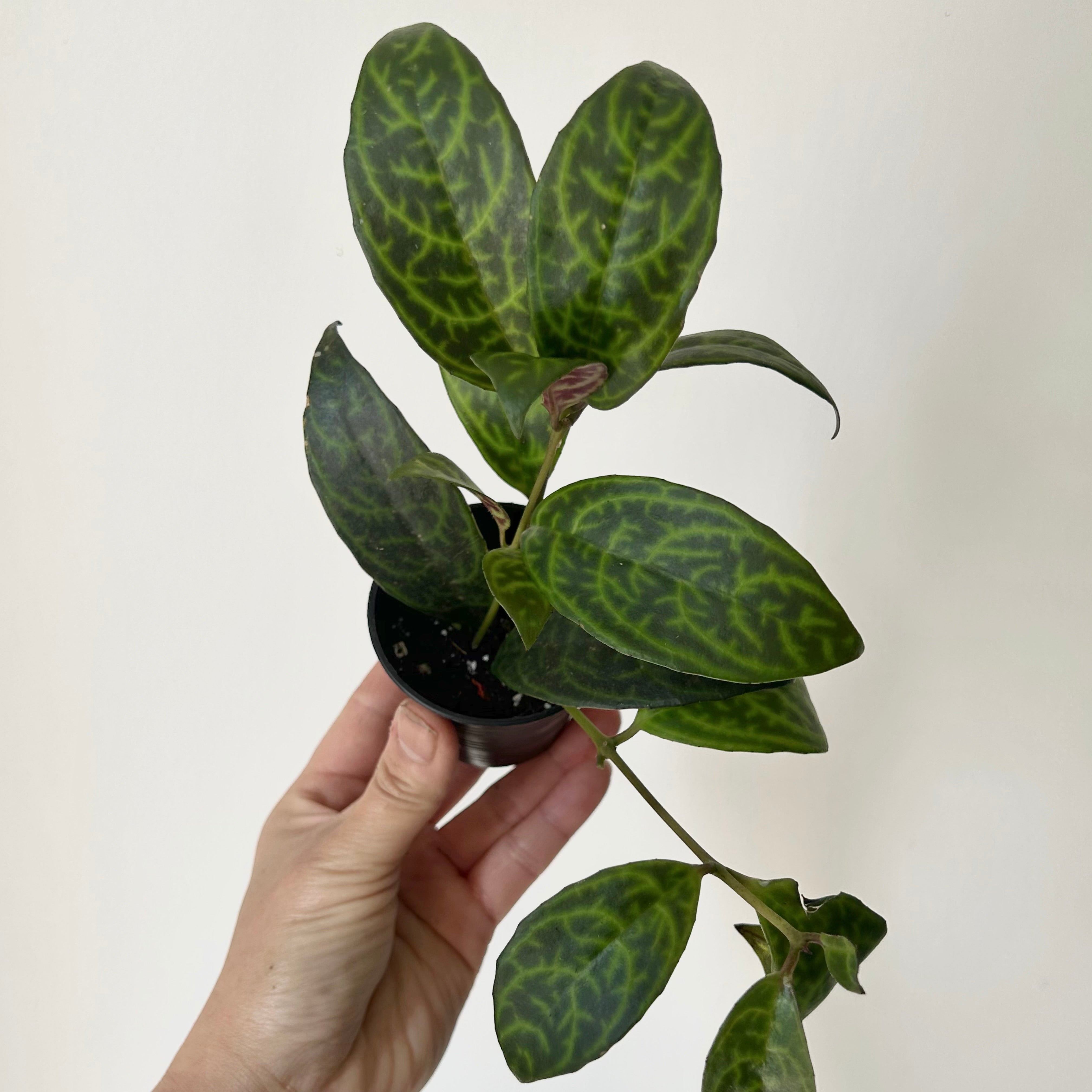 Black Pagoda Lipstick Vine 2.5” pot