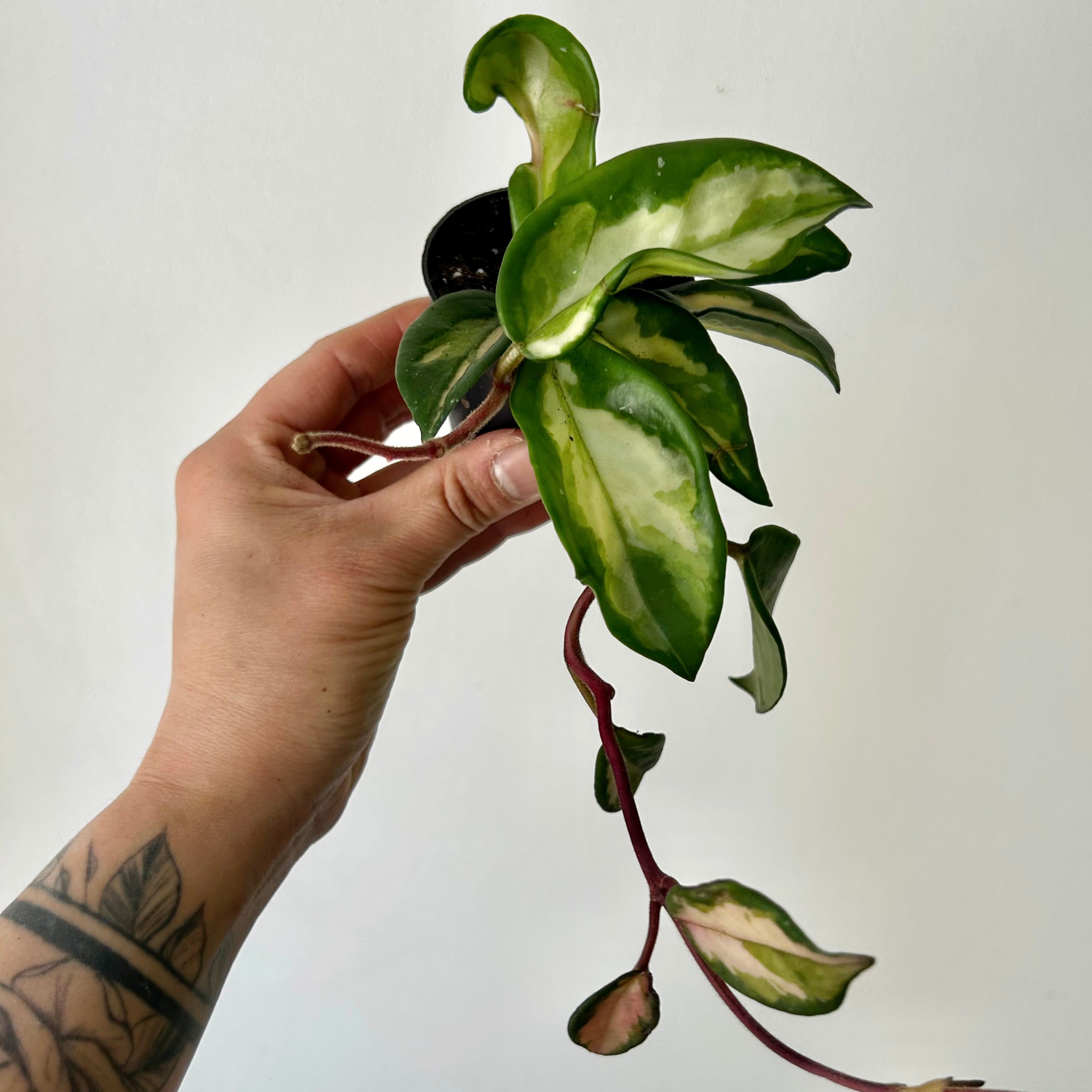 Hoya Tricolour “Krimson Princess” 2.5”pot